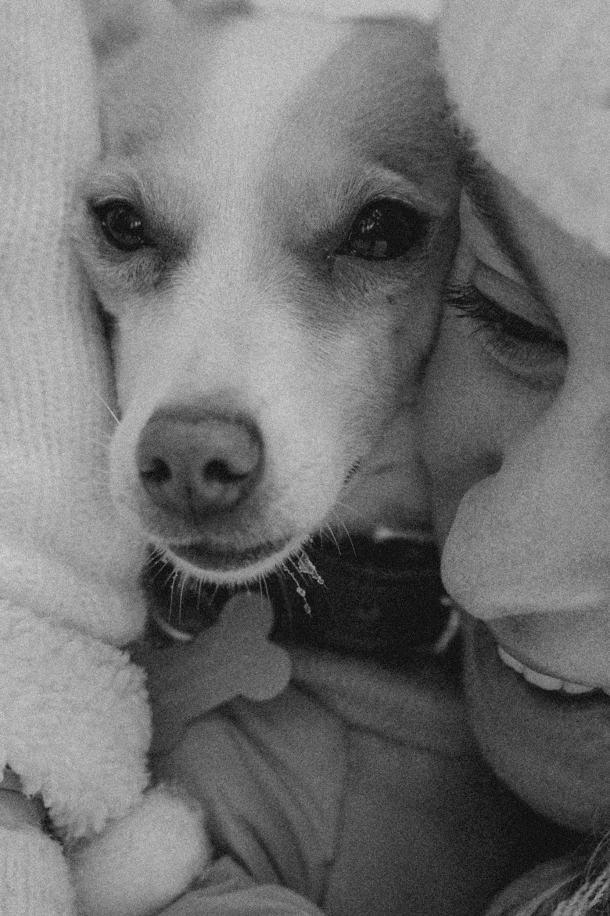 Алина, Ваниль и Элис. Фотограф анималист в Москве и Санкт-Петербурге Свиридова Анна