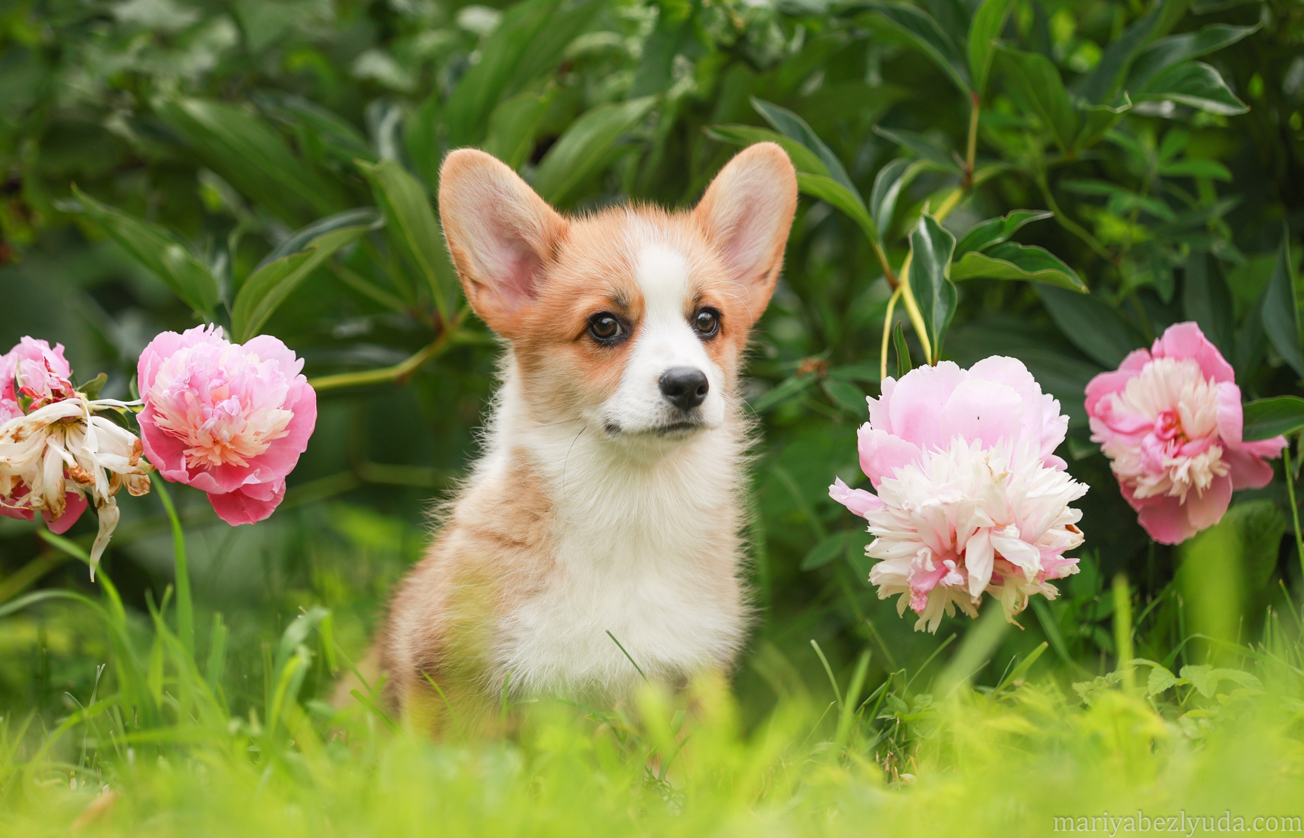 Щенки. Семейный и детский фотограф в Москве Мария Быкова