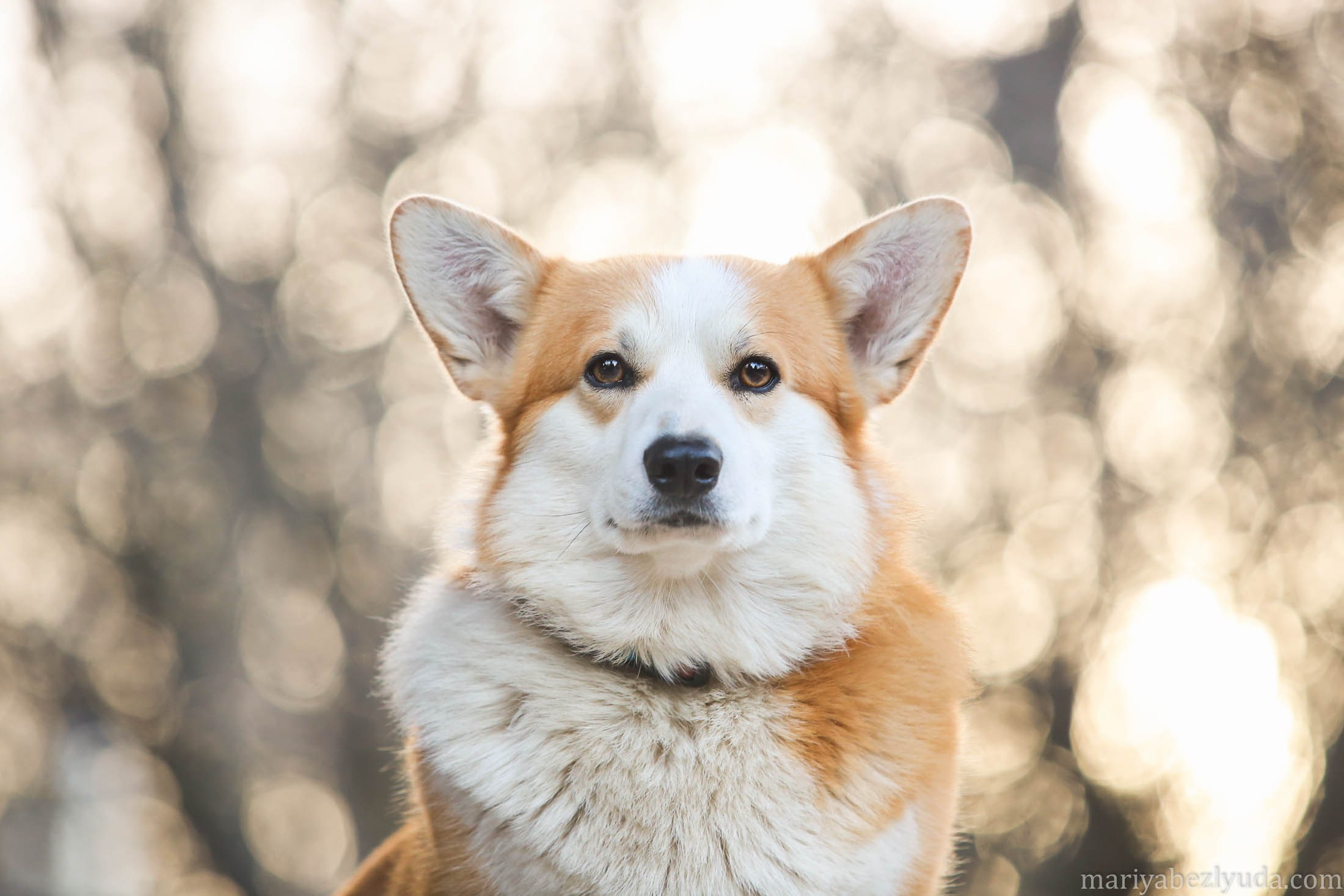 Фотосессии собак, анималистика, фотограф-анималист, анималист. Семейный и детский фотограф в Москве Мария Быкова