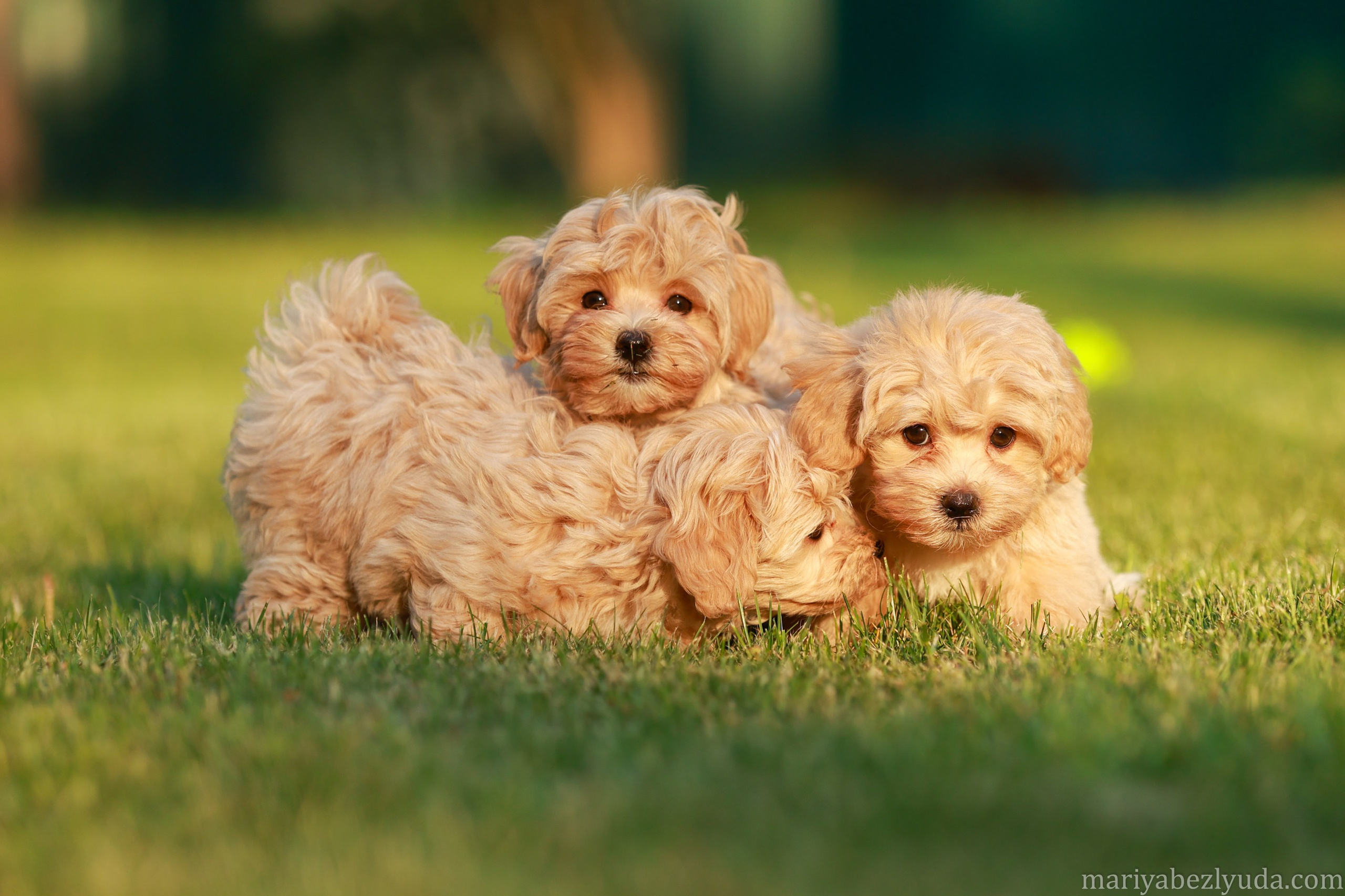 Щенки. Семейный и детский фотограф в Москве Мария Быкова