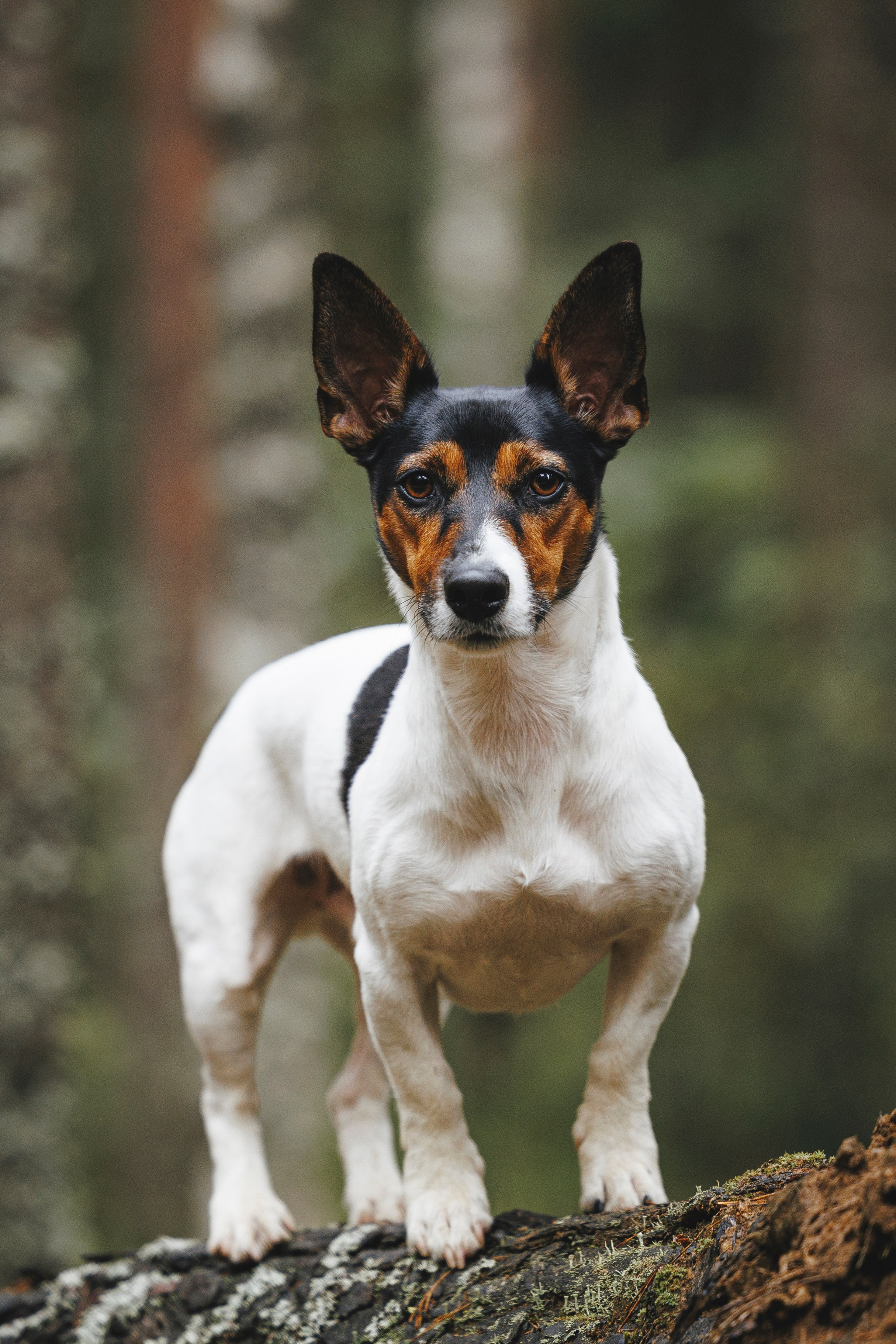Ания и Ярик. Фотограф-анималист Анна Маринич