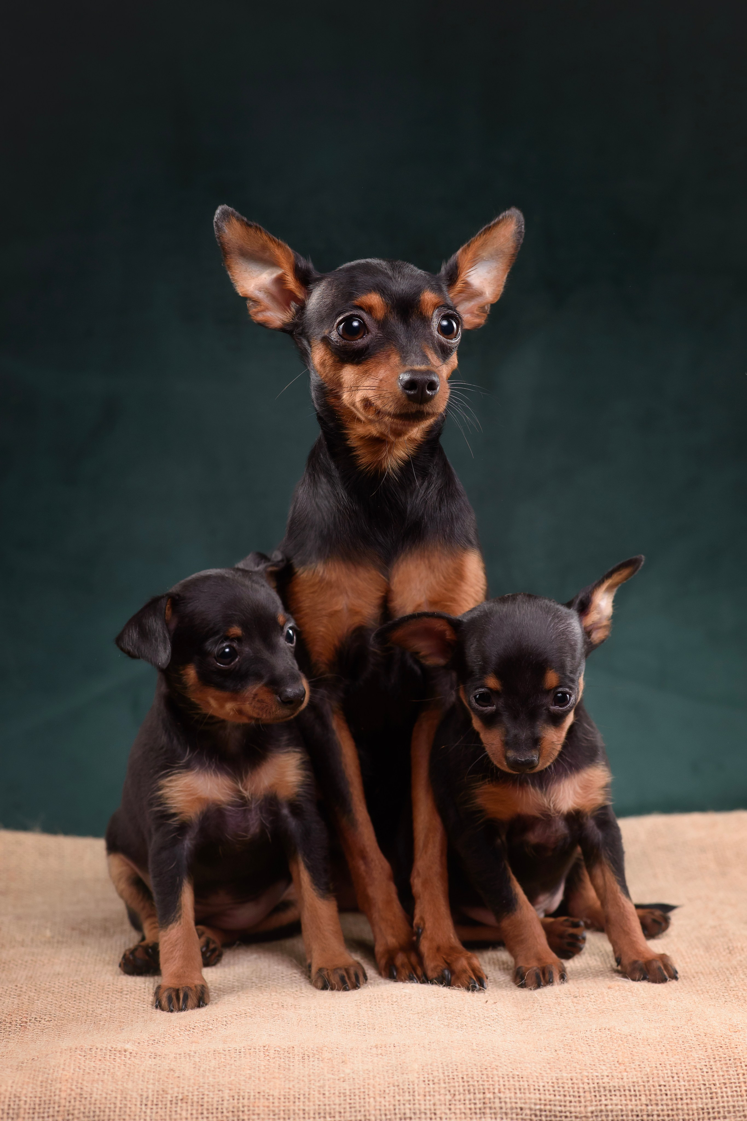 Щенки Пражского крысарика — 19.10.2025. Фотограф — Анималист | Анна Абрамова