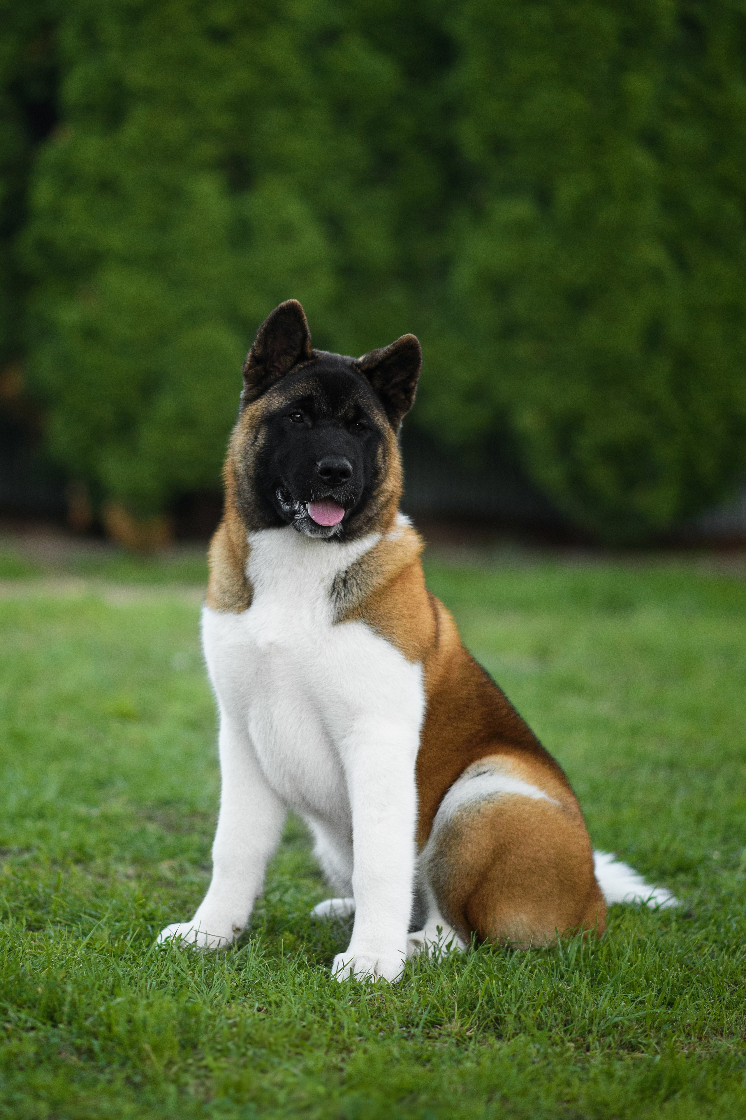 Луна — 21.06.2024. Фотограф — Анималист | Анна Абрамова