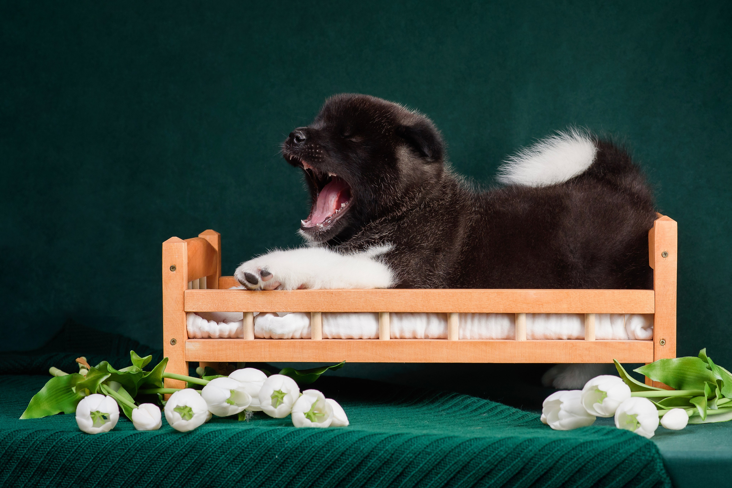 Щенки Американской Акиты. Фотограф — Анималист | Анна Абрамова