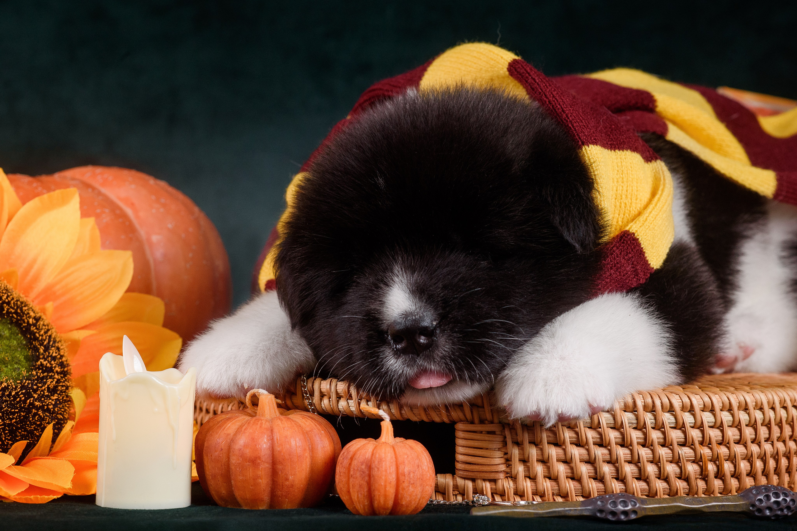 Щенки Американской Акиты — 04.11.2024. Фотограф — Анималист | Анна Абрамова