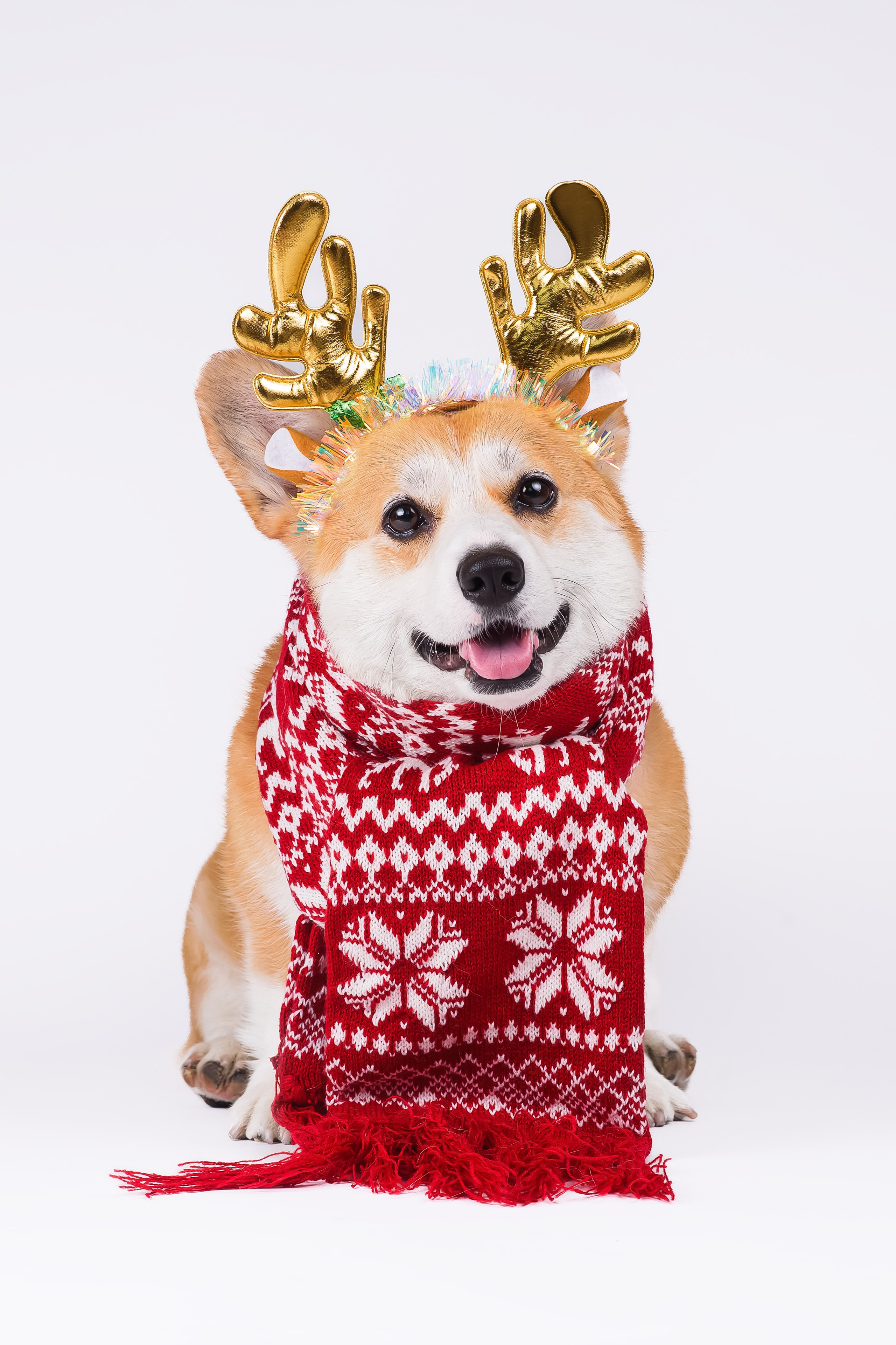 Лея на однотонном фоне. Фотограф — Анималист | Анна Абрамова