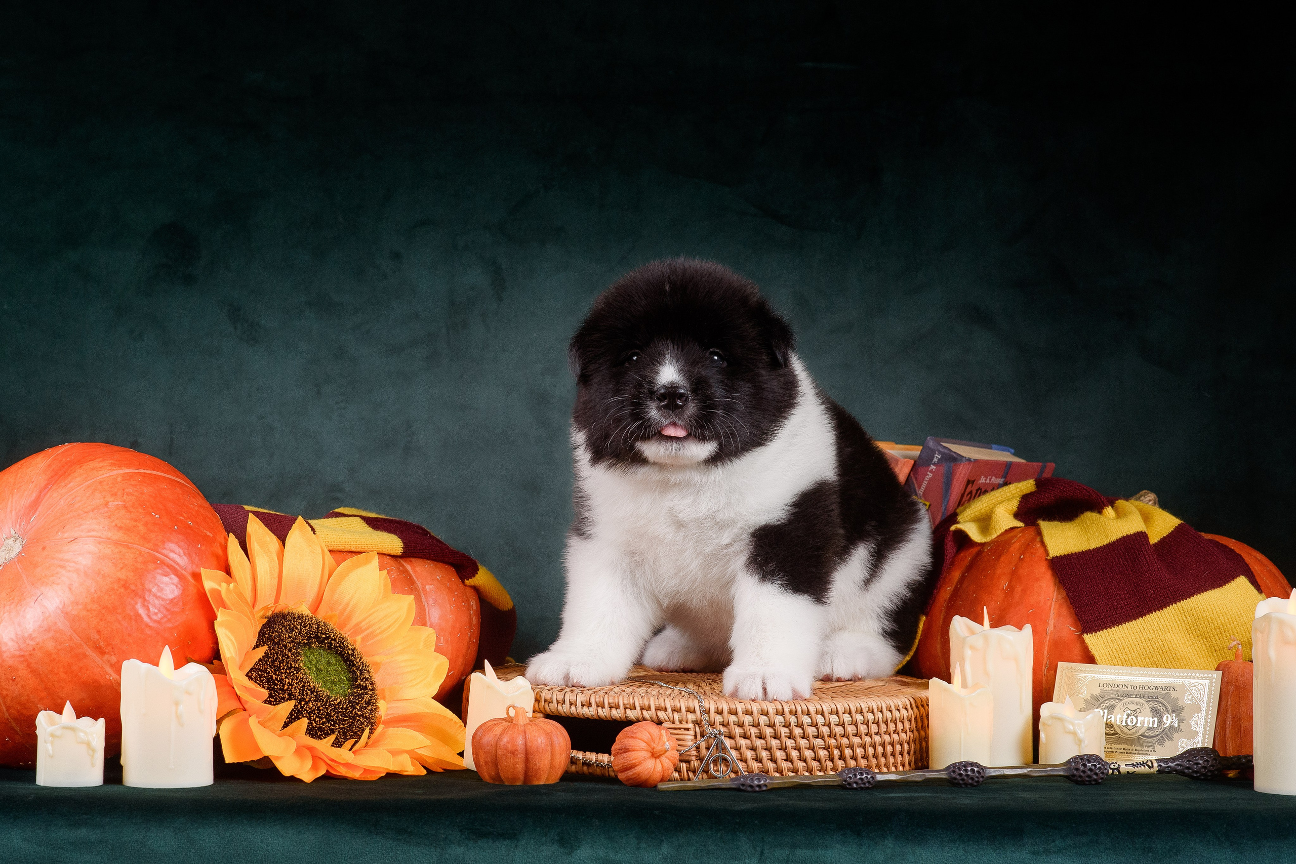 Щенки Американской Акиты — 04.11.2024. Фотограф — Анималист | Анна Абрамова