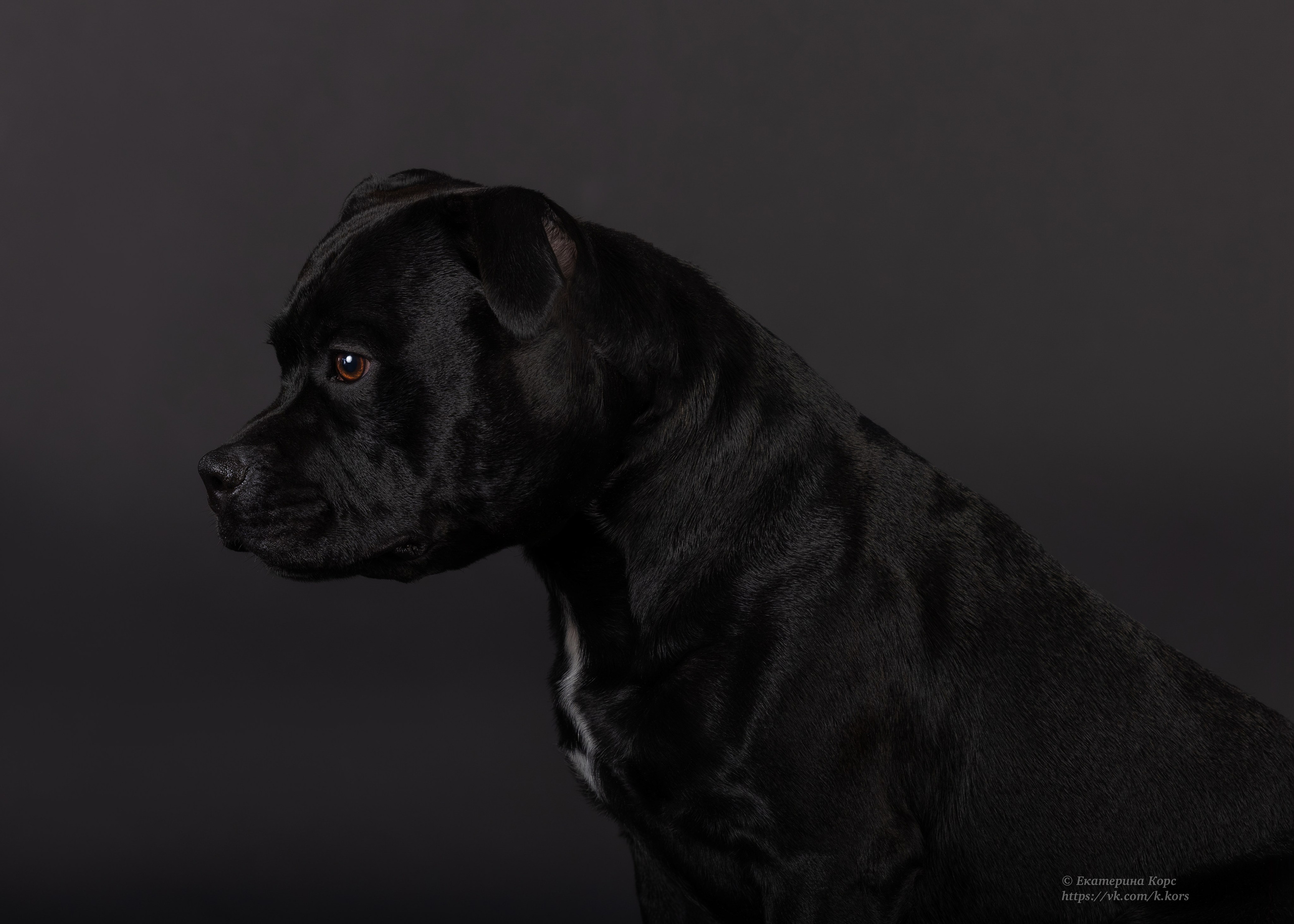 Студия. Главная