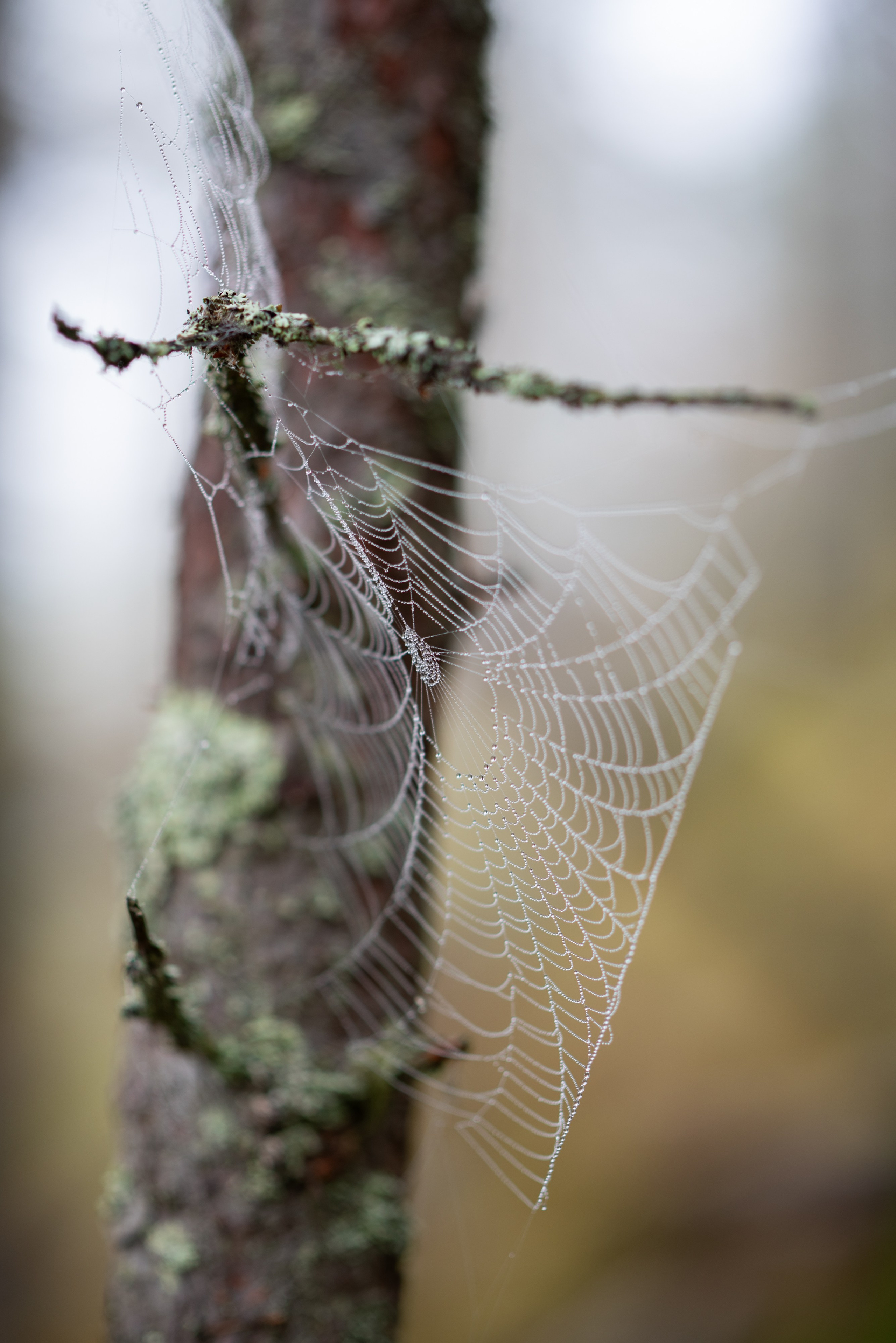 Осень на 85DFA*. Портретный фотограф Денис Милютин