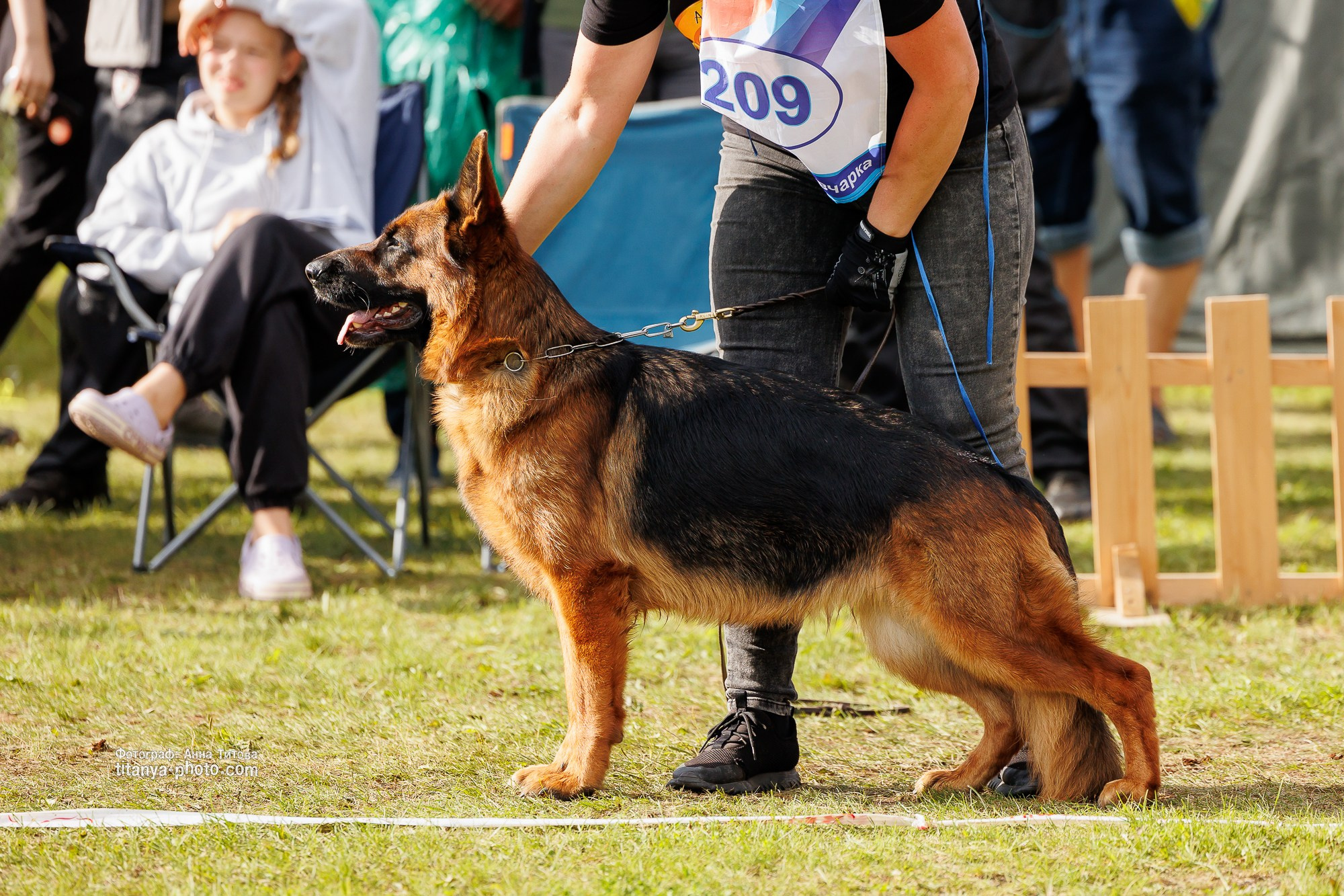Немецкие овчарки: фото из рингов и вне ринга, мутпроба (фотографии с выставок). Фотограф собак, фотограф-анималист Аня Титова (Titanya). Москва