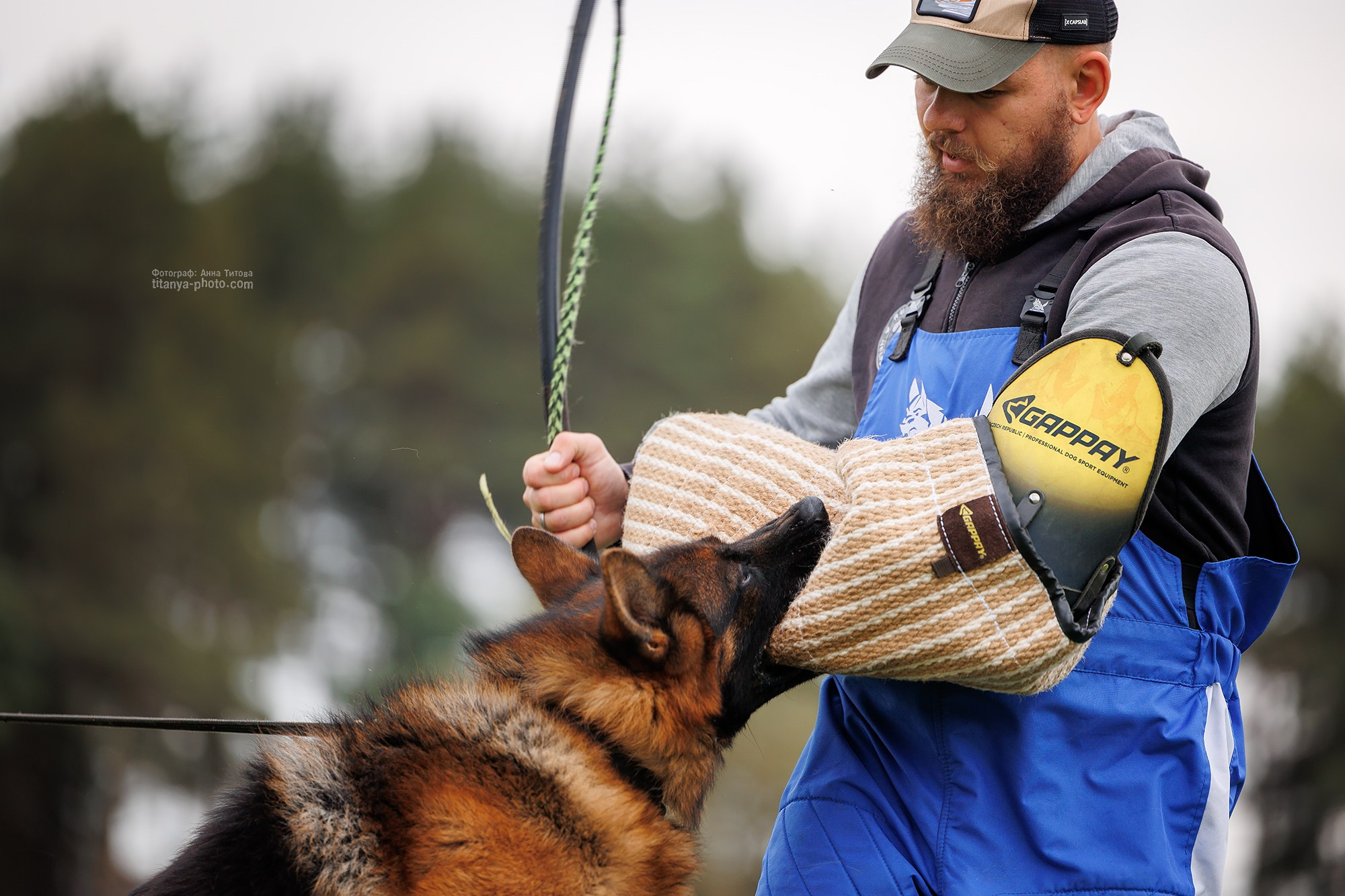 Тренировка по защите в питомнике немецких овчарок «Легенда Волги». Фотограф собак, фотограф-анималист Аня Титова (Titanya). Москва