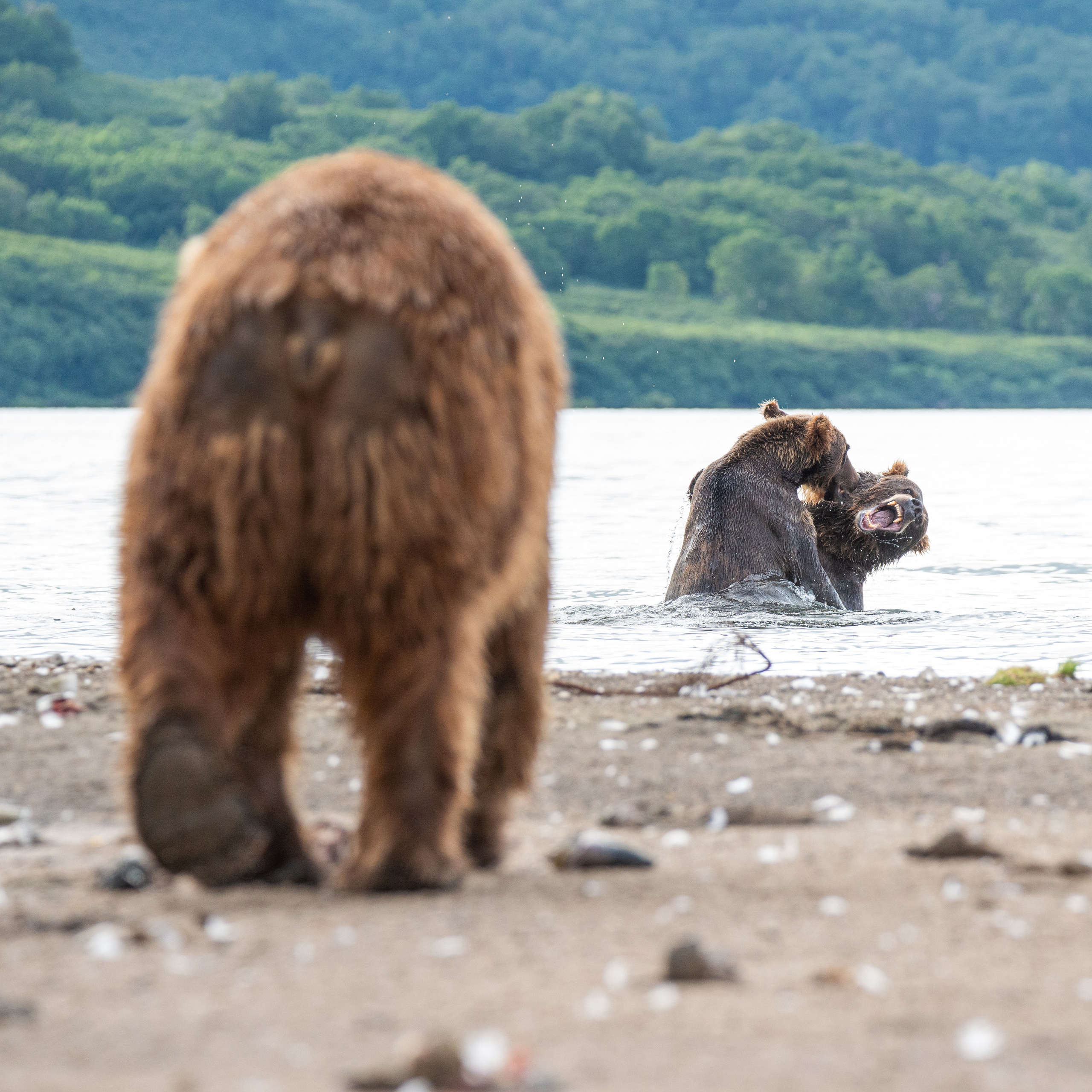 Камчатка — земля медведей. Игорь Иванко — Репортажный и событийный фотограф. Москва
