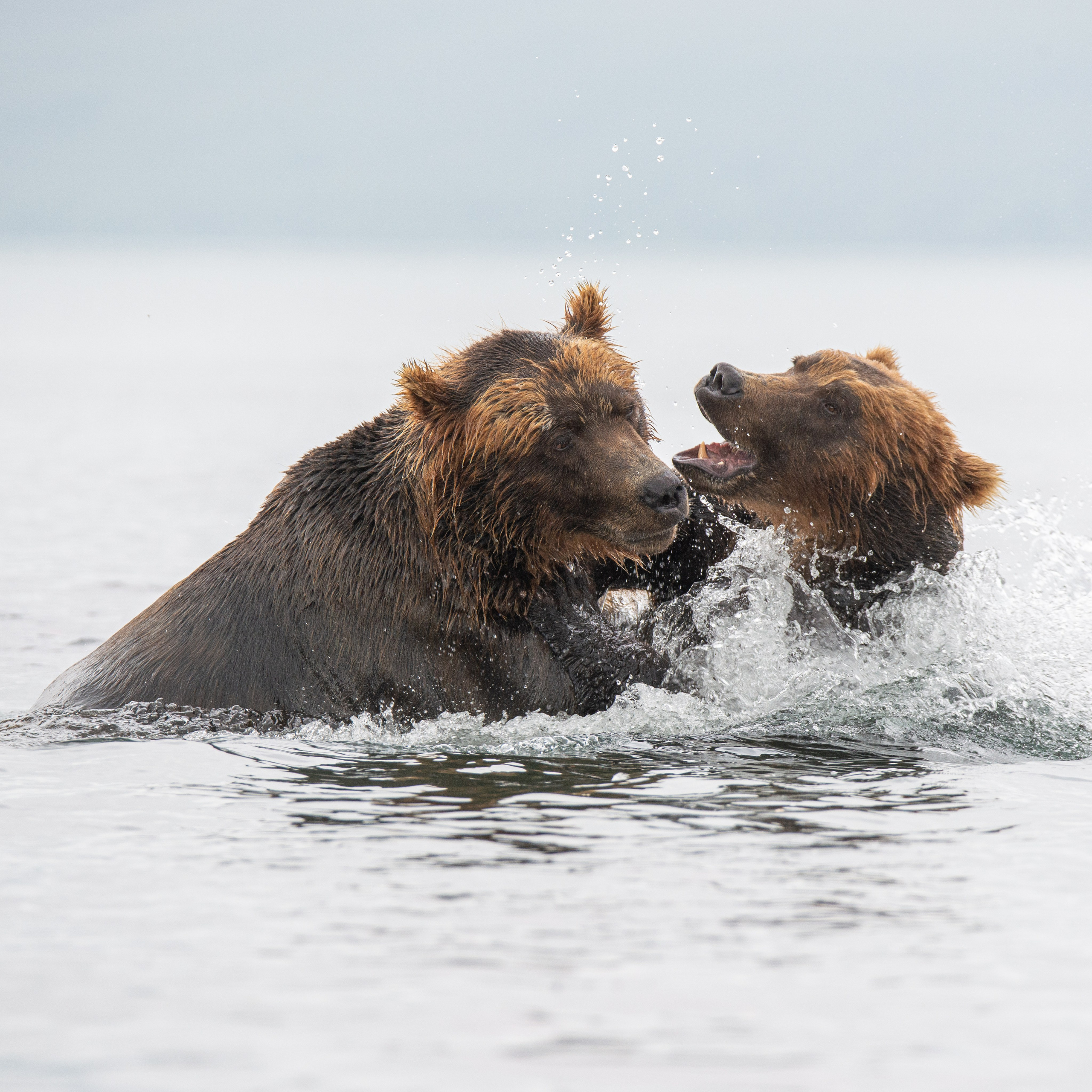 Камчатка — земля медведей. Игорь Иванко — Репортажный и событийный фотограф. Москва