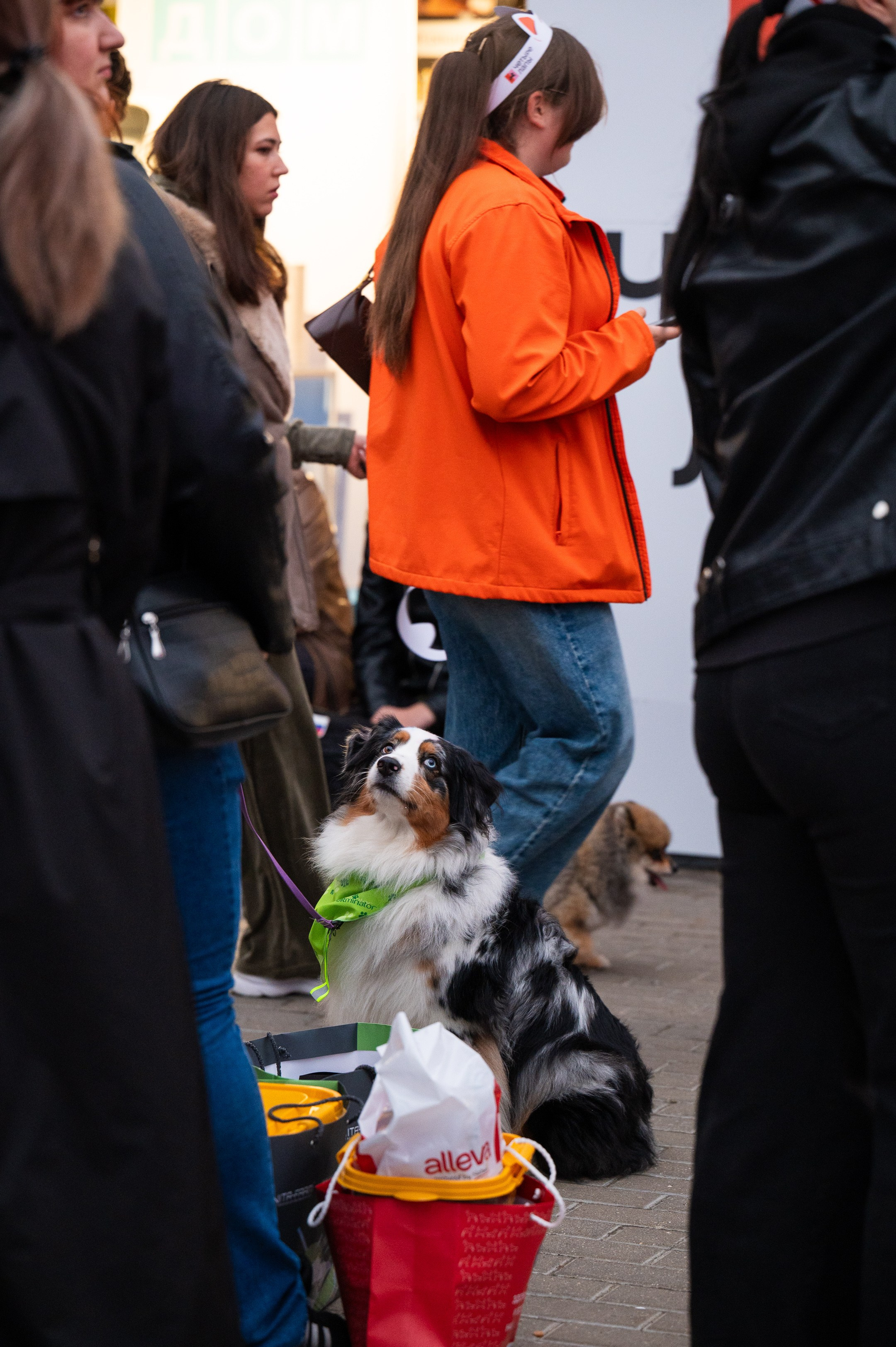 4lapy fest 2025. Photographer in Moscow Anna Chistiakova