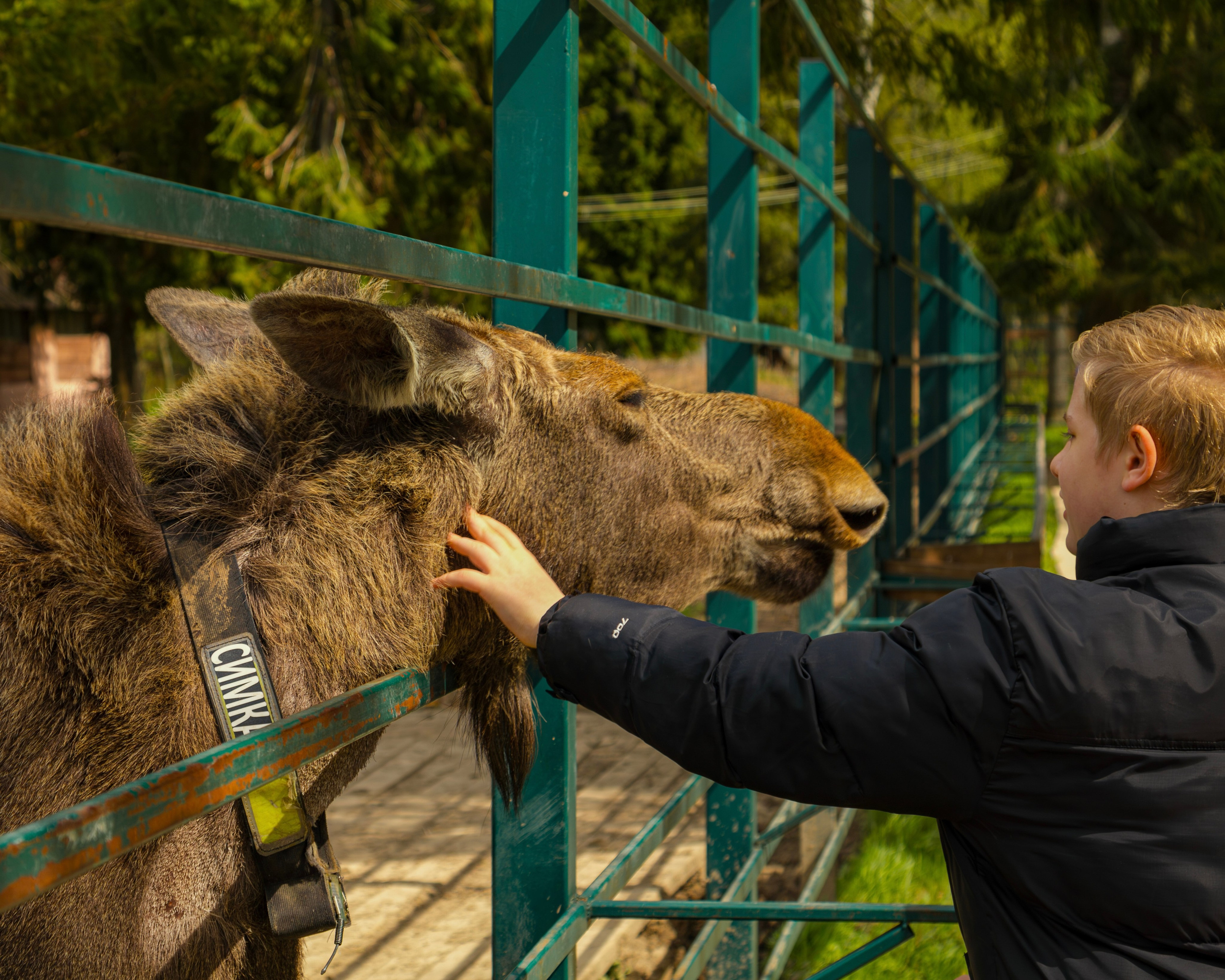 Лосеферма Сумароково. Фотограф Илья Варакин