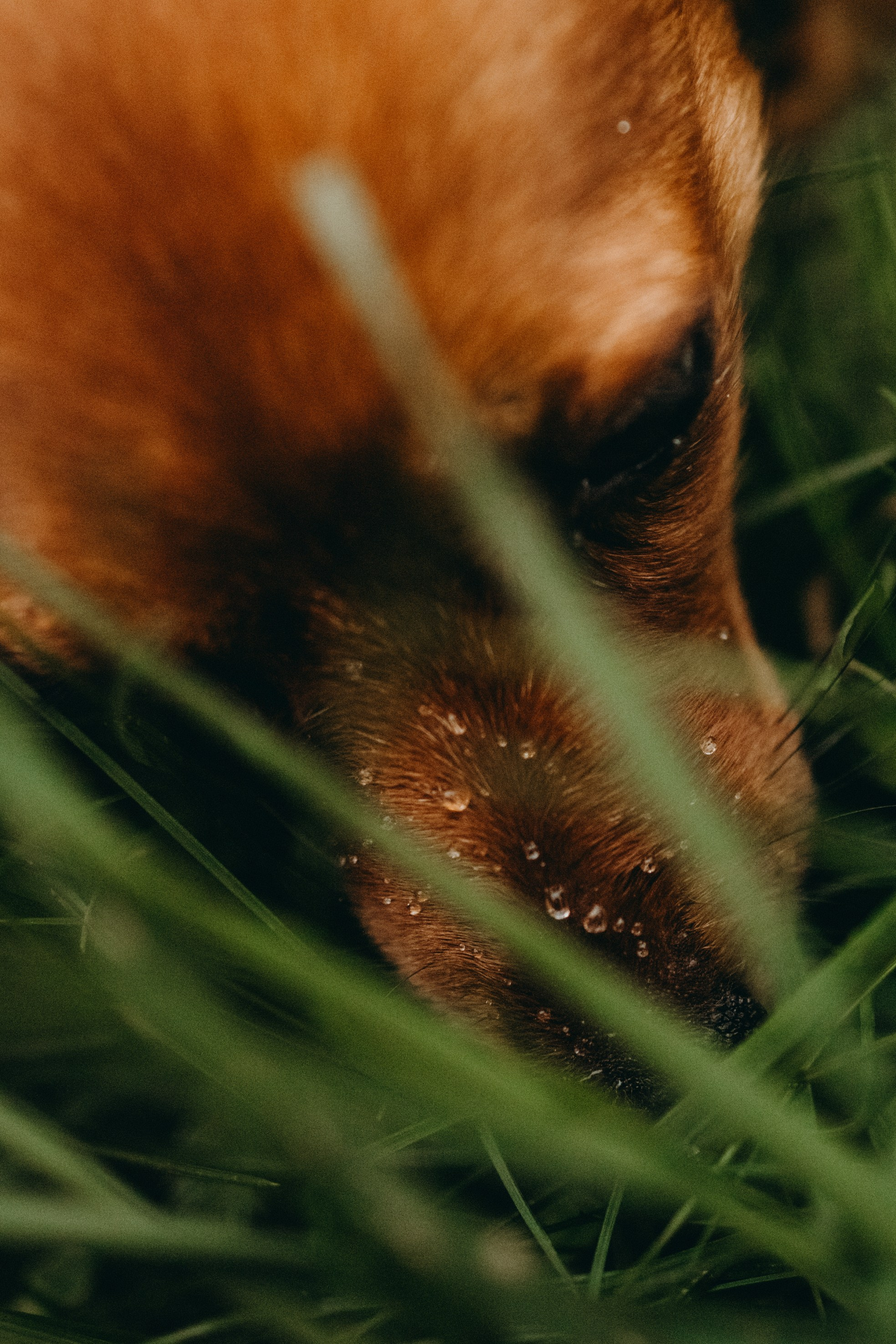 Жу и ее семья. Фотограф — Анималист | Санкт-Петербург