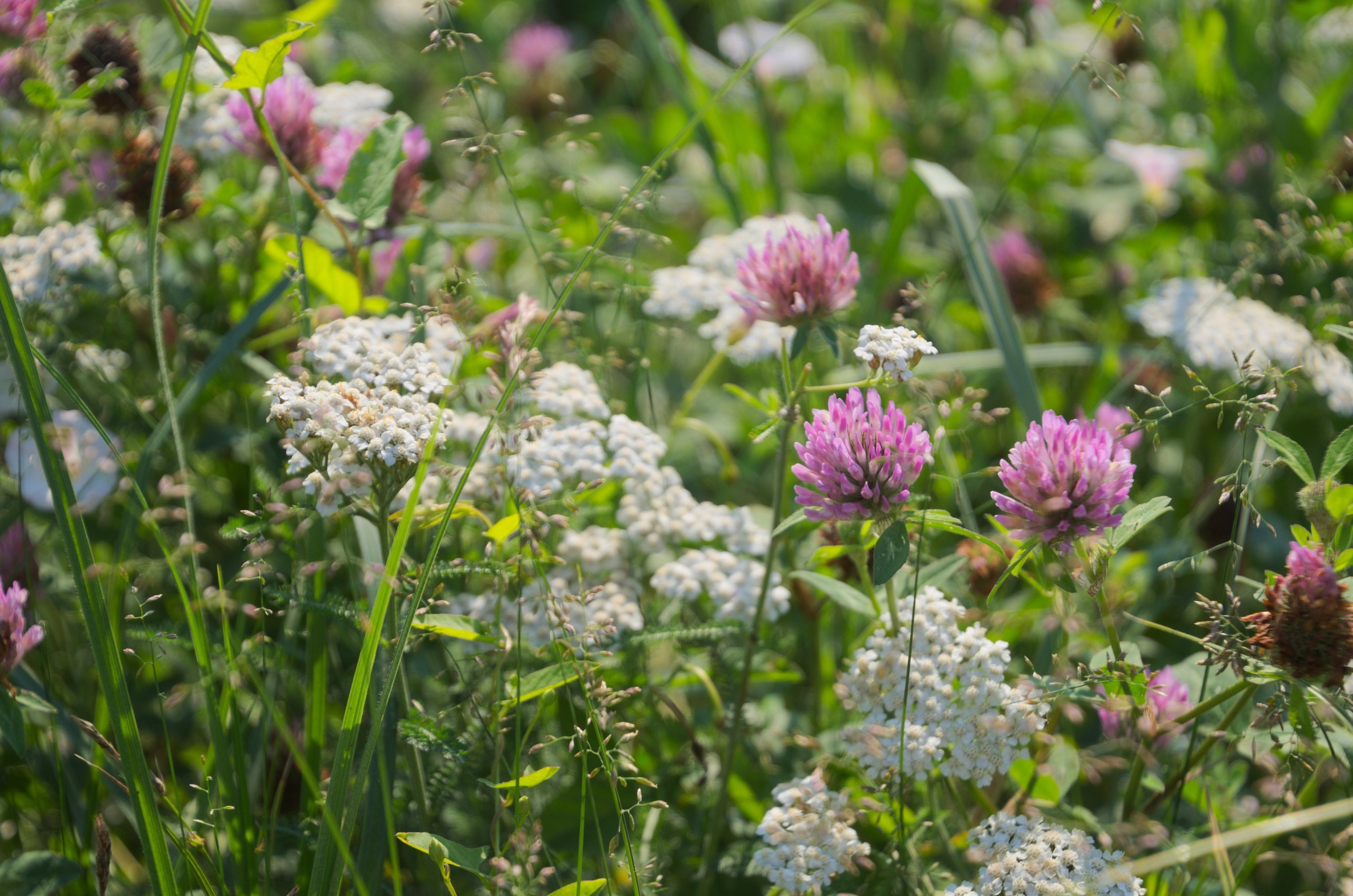 Константиново | 16.07.2017. Галерея Фантим