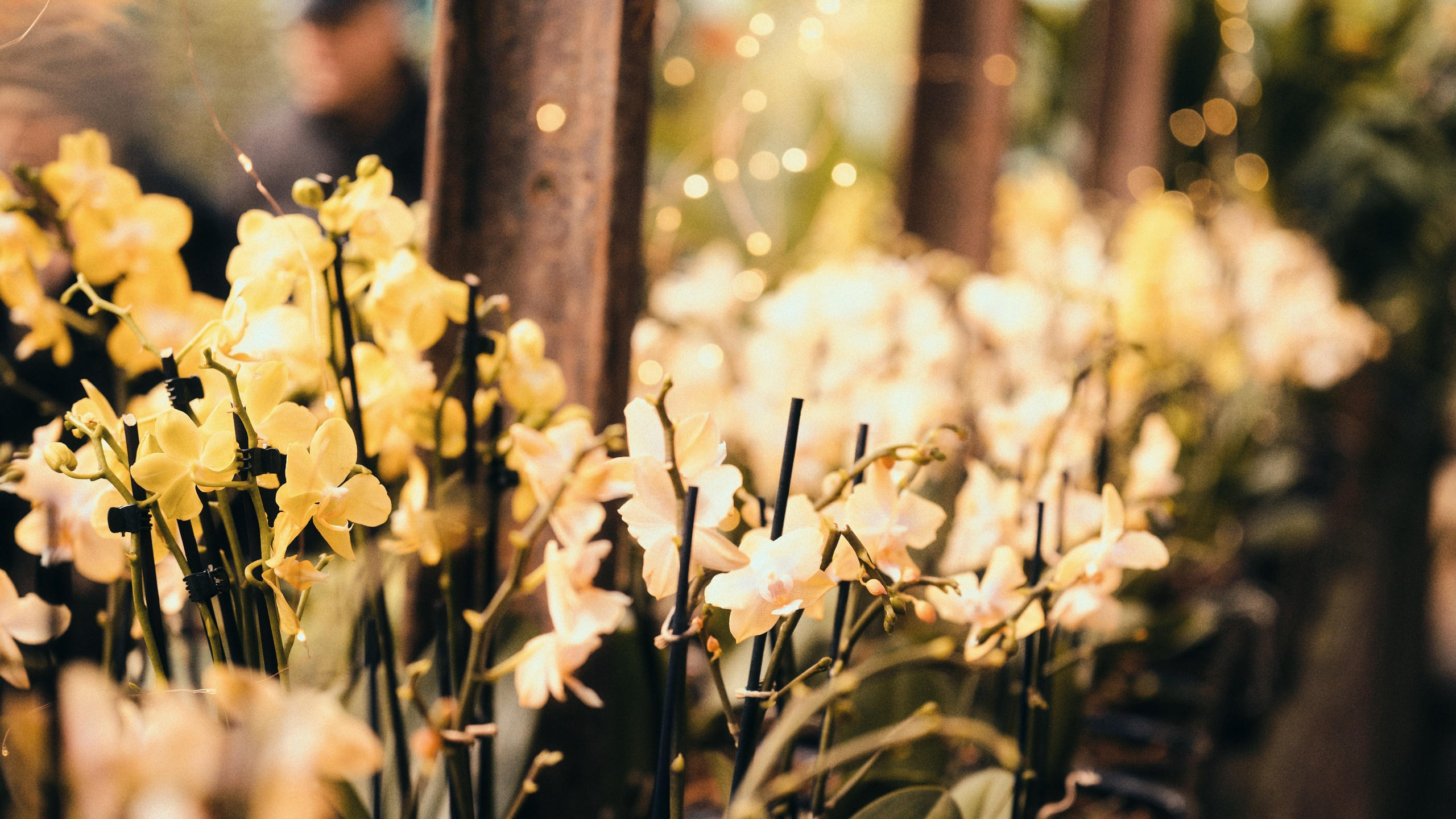 Аптекарский огород. Фотограф-любитель из Кирова Андрей Погребняк