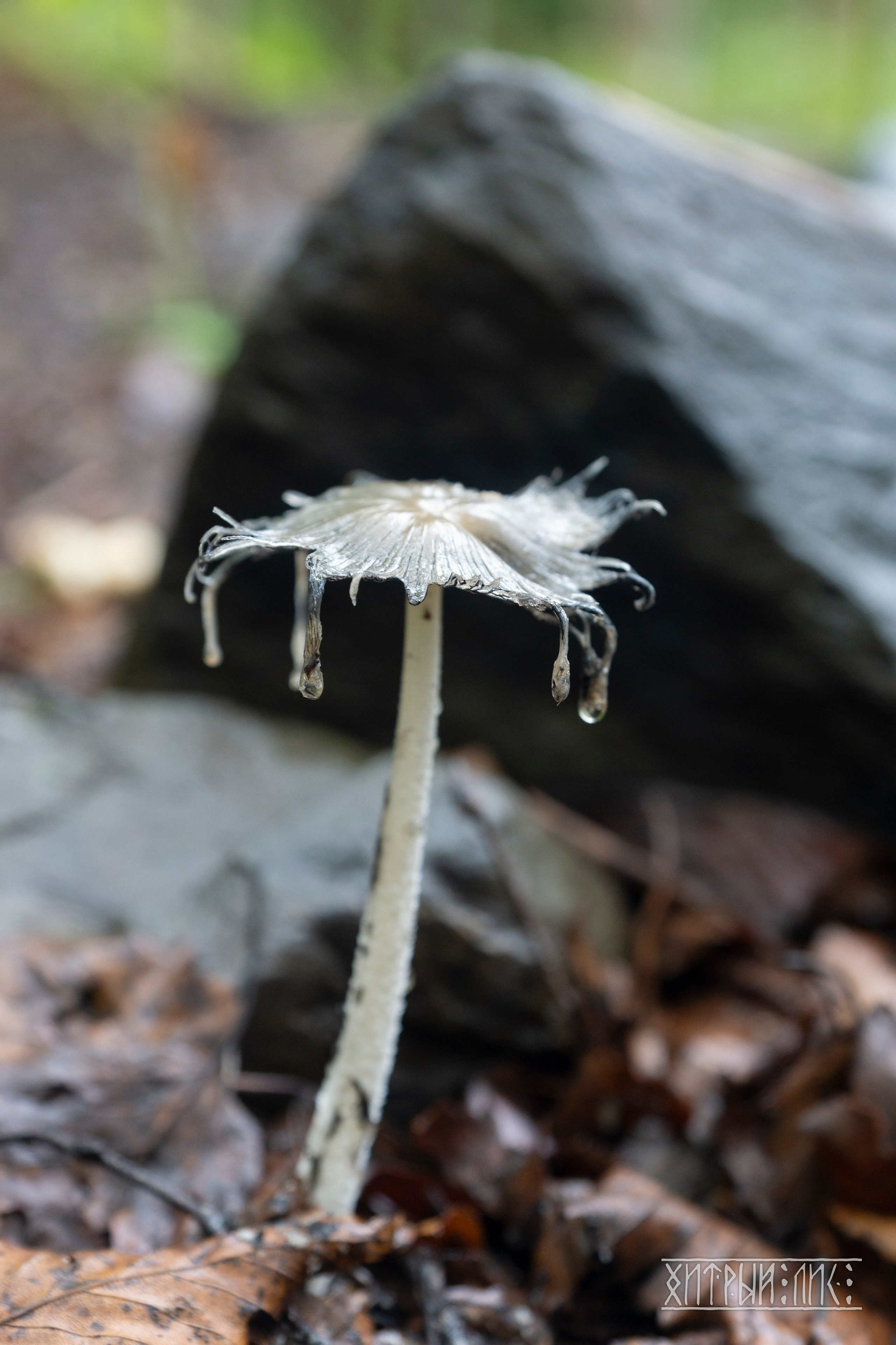 Сахалин. Фотограф-путешественник Самойлов Максим «Sly Fox»