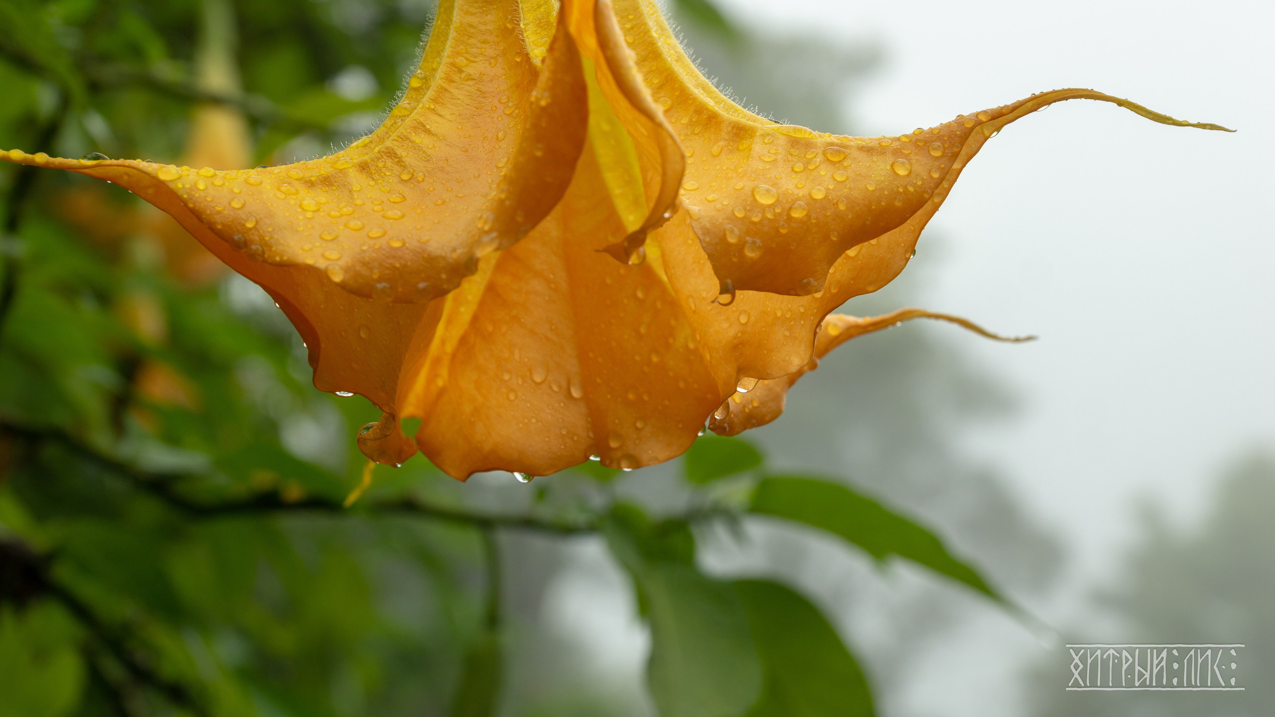 Вьетнам. Фотограф-путешественник Самойлов Максим «Sly Fox»
