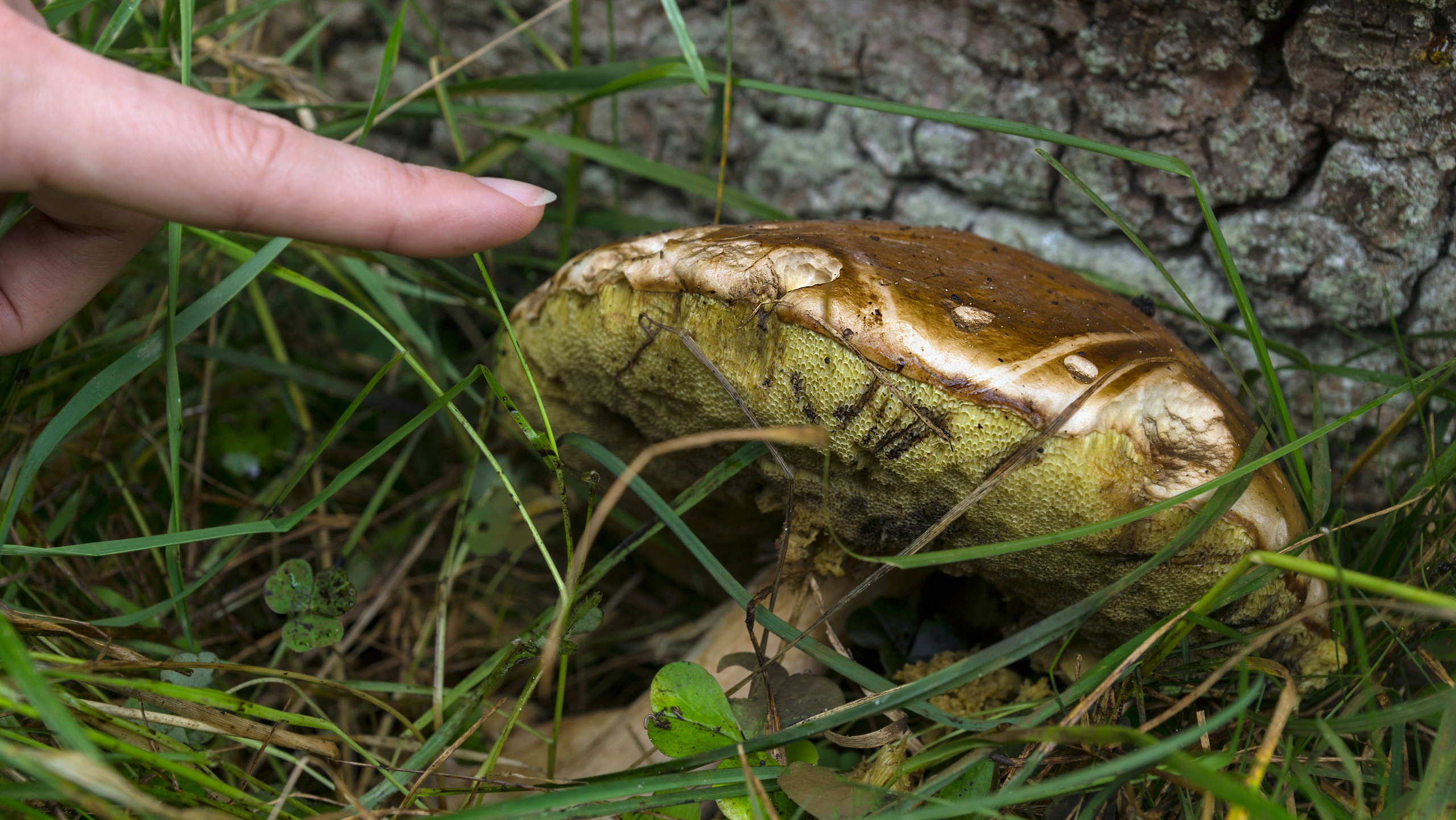 Куршская коса. Фотограф-путешественник Самойлов Максим «Sly Fox»