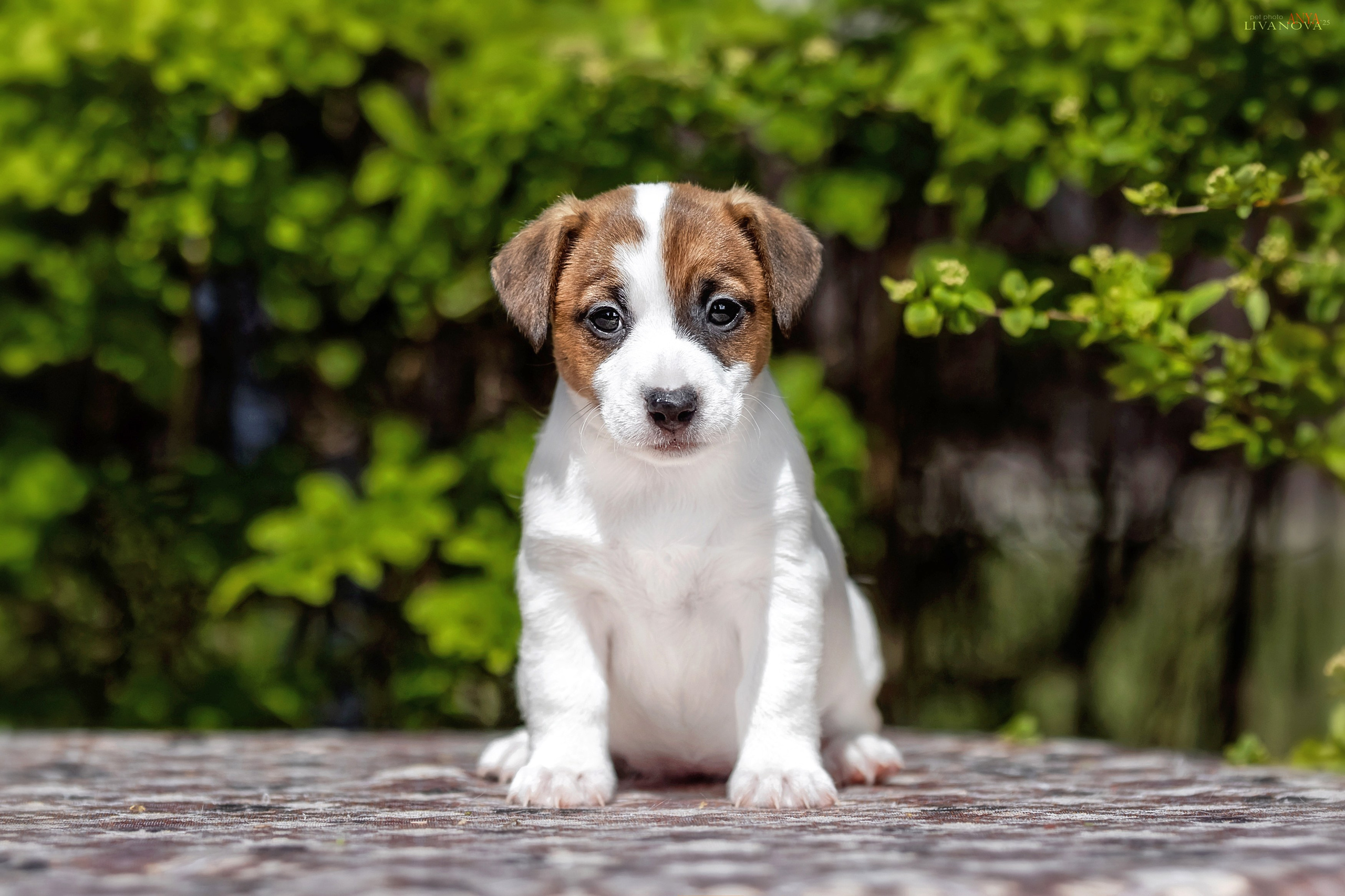 ДРТ. Фотограф анималист Аня Ливанова | Рыбинск