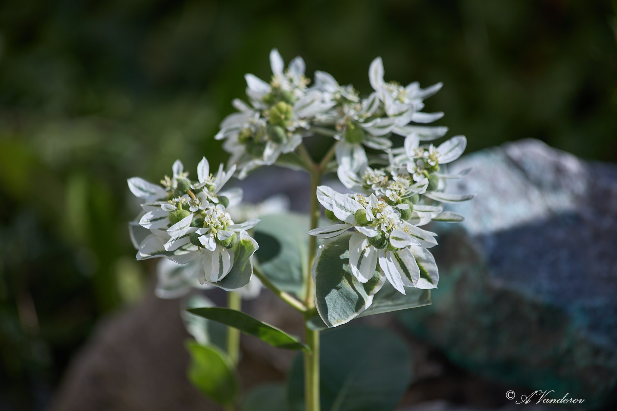 Село Савкино Баганского района Новосибирской области. Фотограф Омск | Александр Вандеров