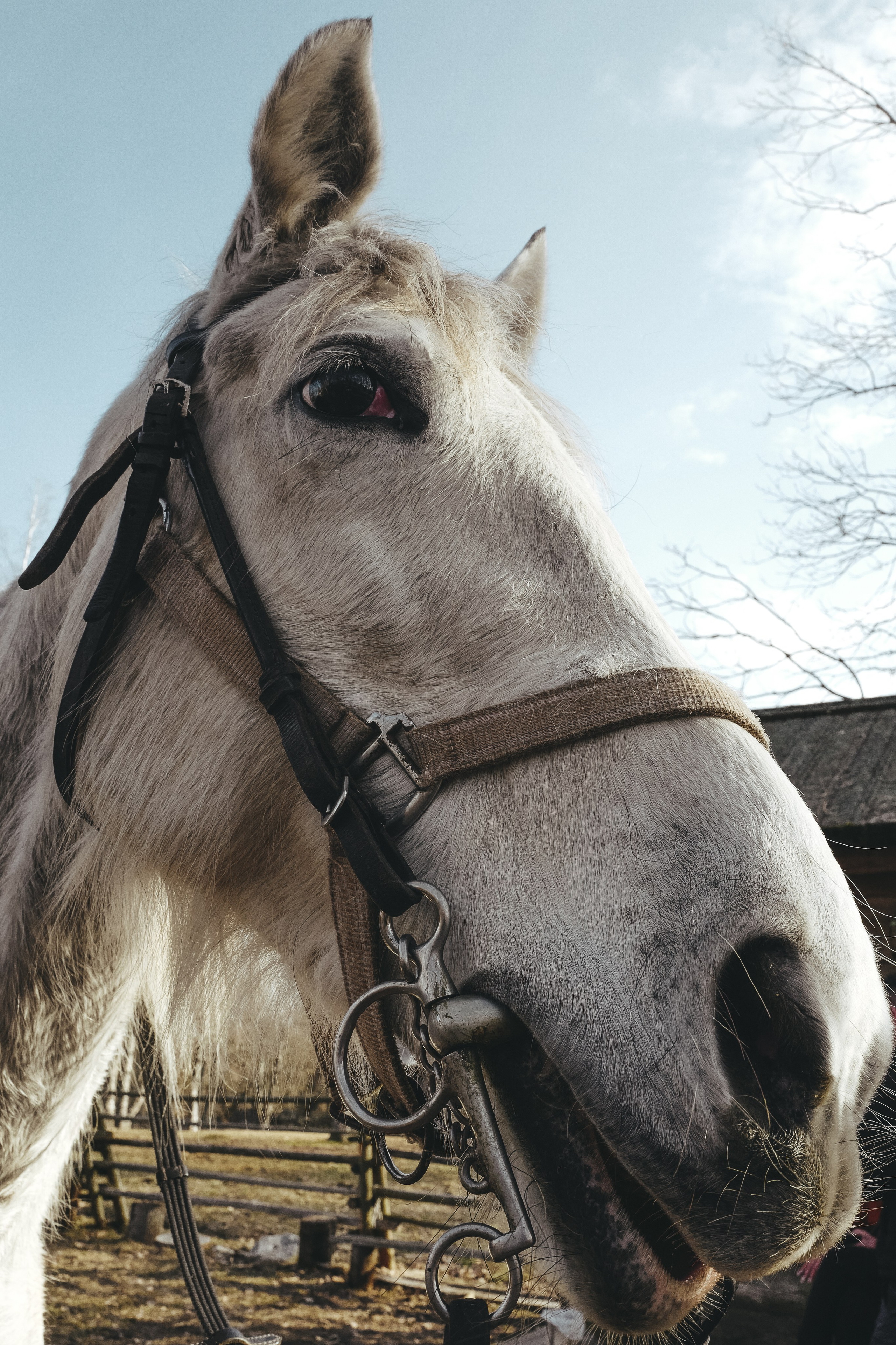 Vitoslavici/Novgorod. <3