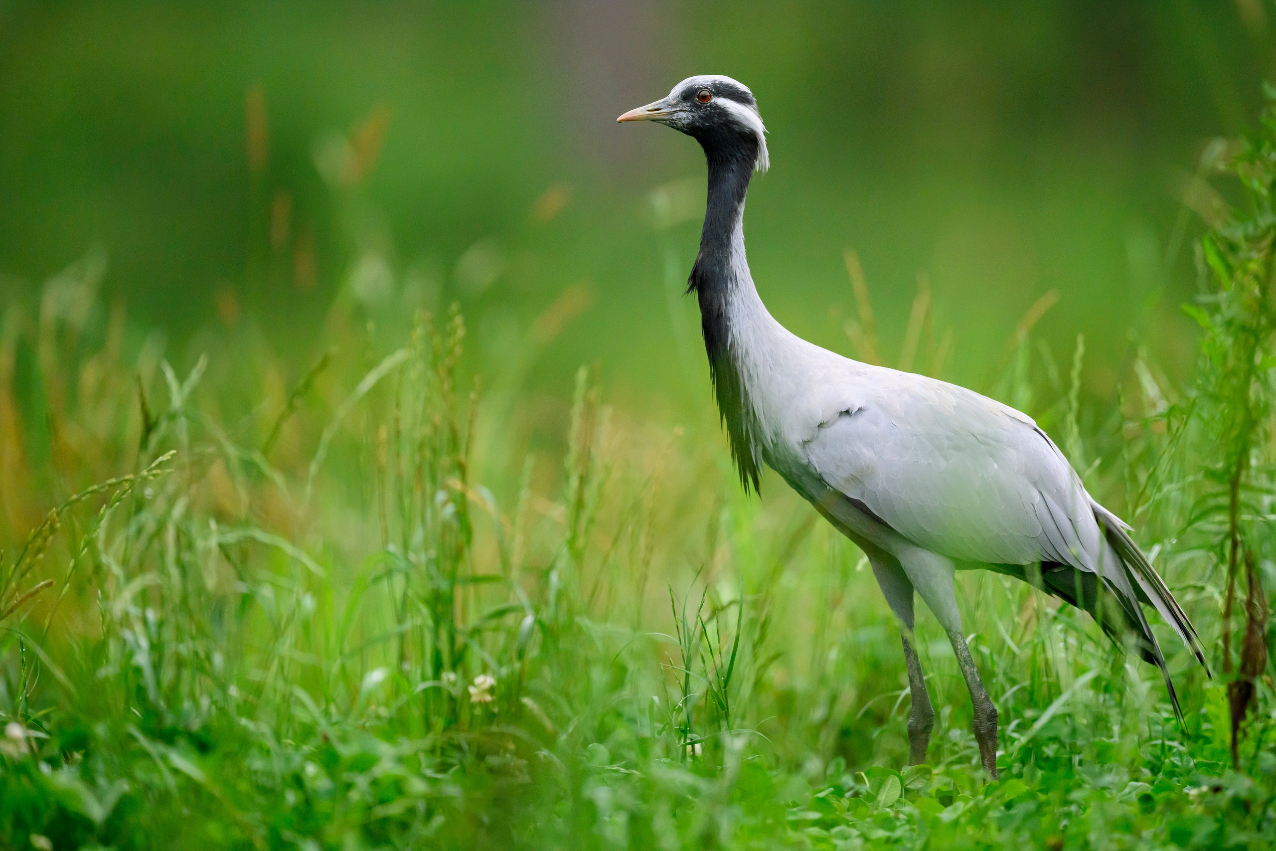 Красавки, цапли, утки: Парк Ближняя дача. Wildlife photography by Sergey Puponin