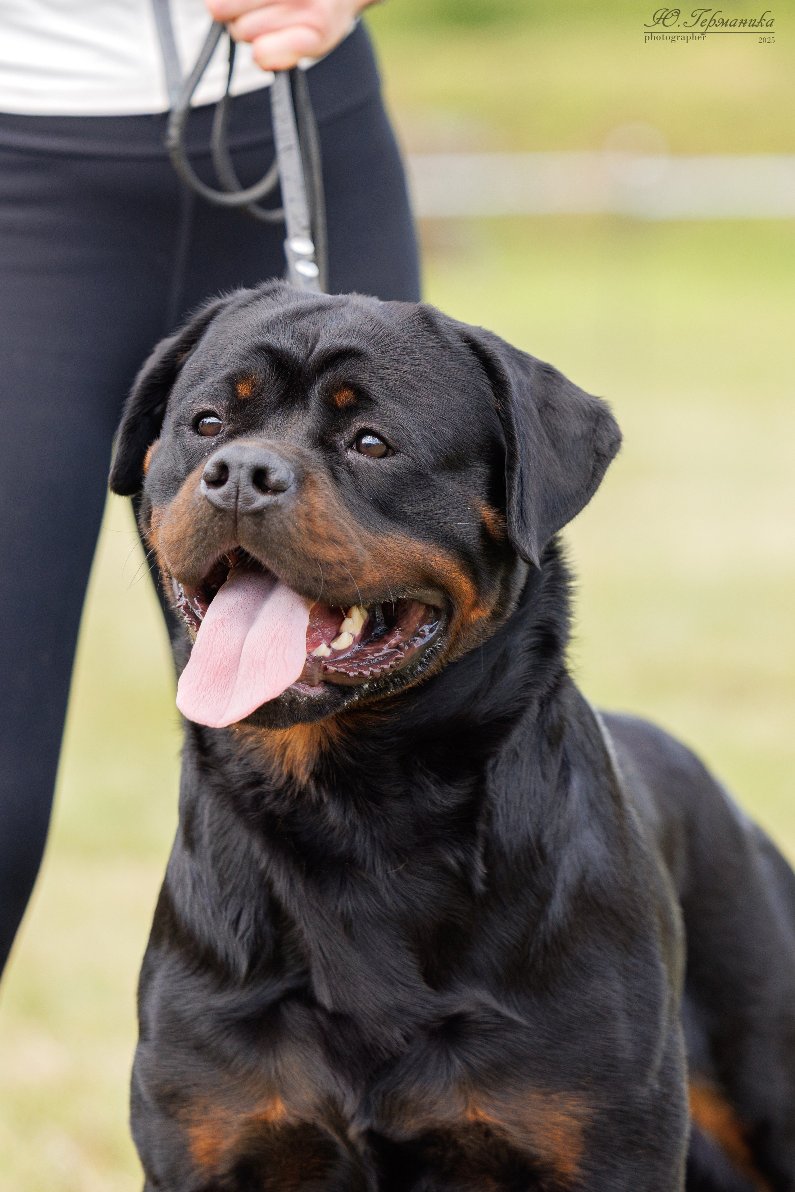 Рязань 2хмоно ротвейлеры 16-17.08.2025. Фотограф-анималист Юлия Германика