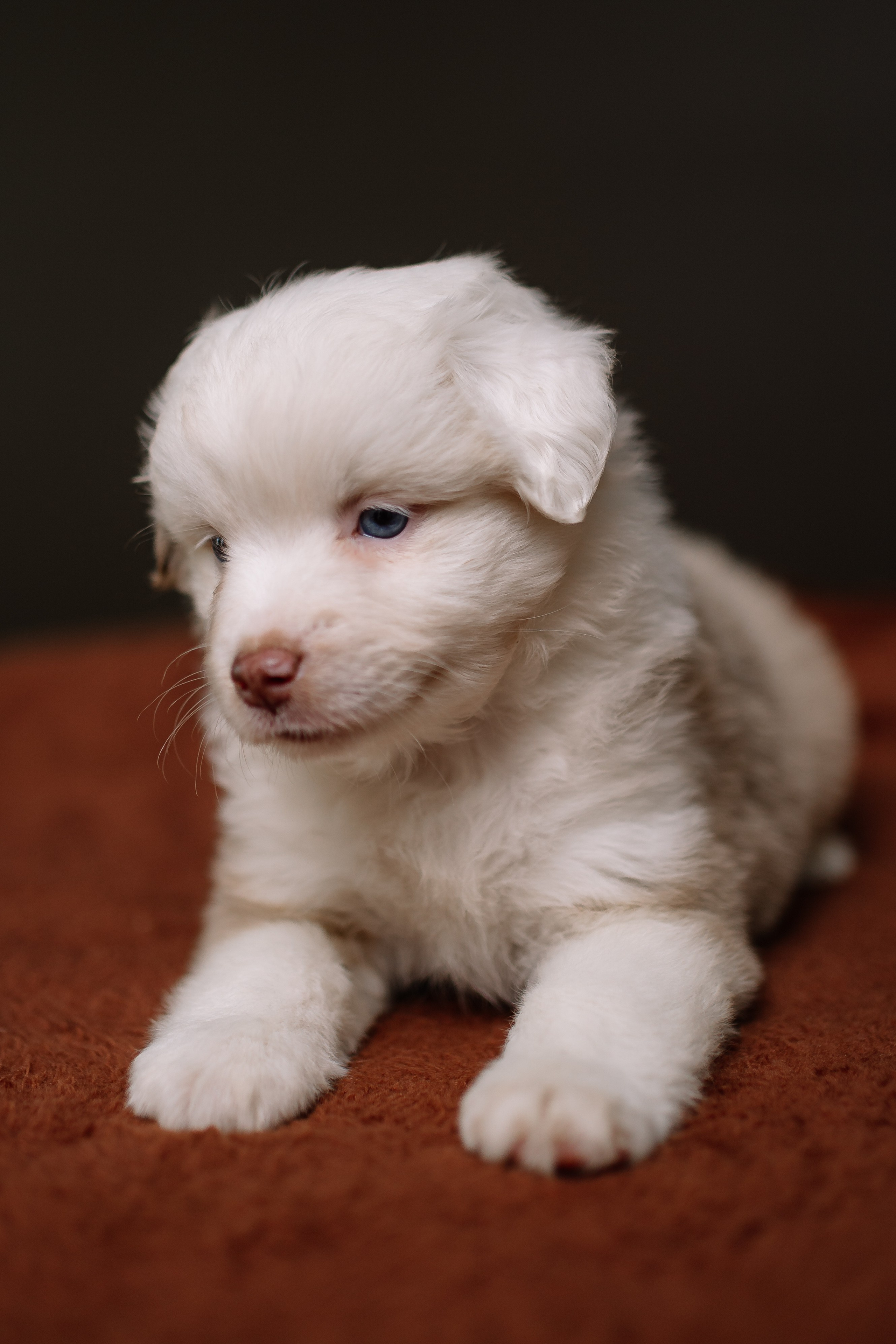 Щенки Миниатюрной американской овчарки. В студии. Фотограф Александра Кузнецова