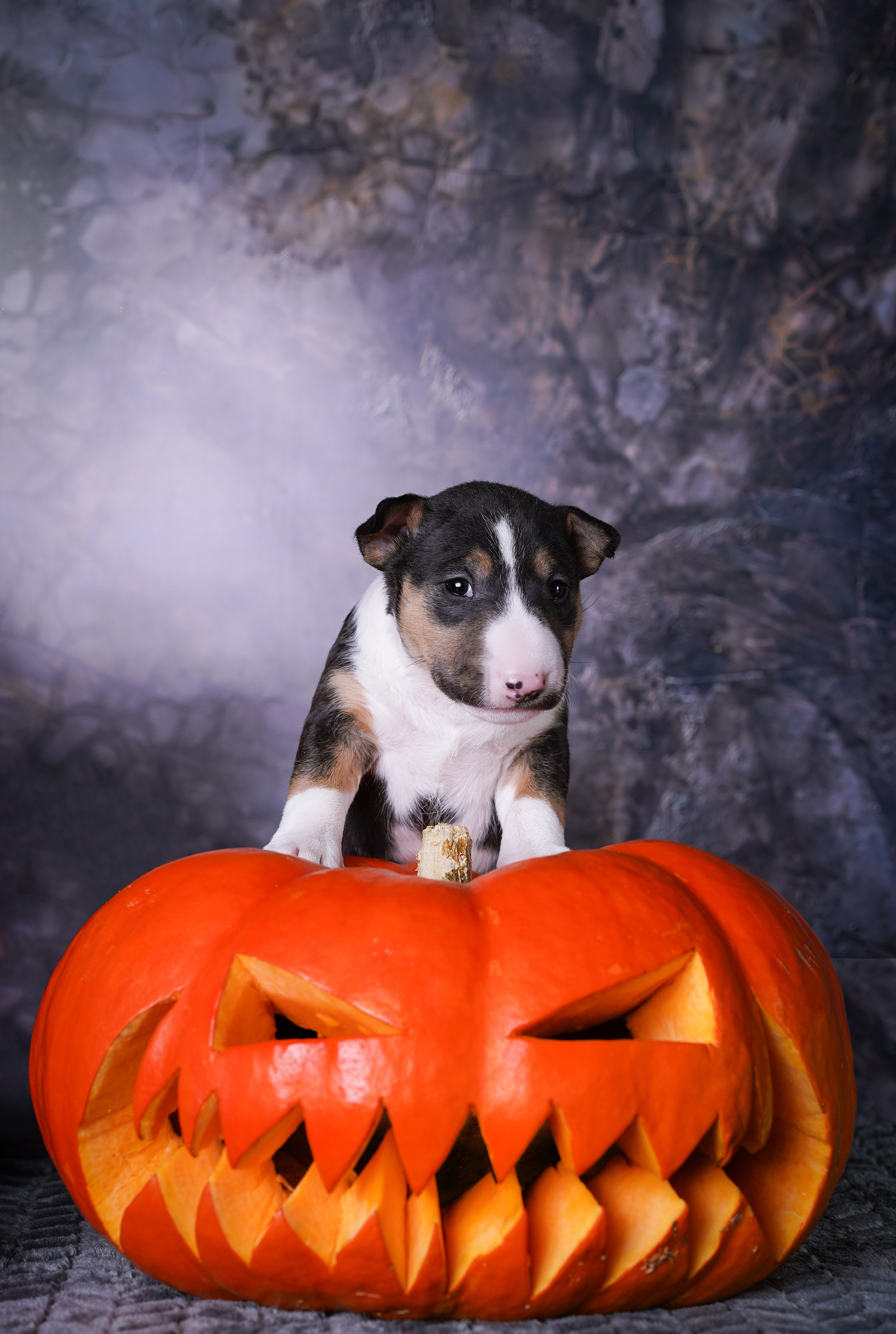 Щенки минибультерьера. Фотограф-анималист в Санкт-Петербурге Яна Мартынова