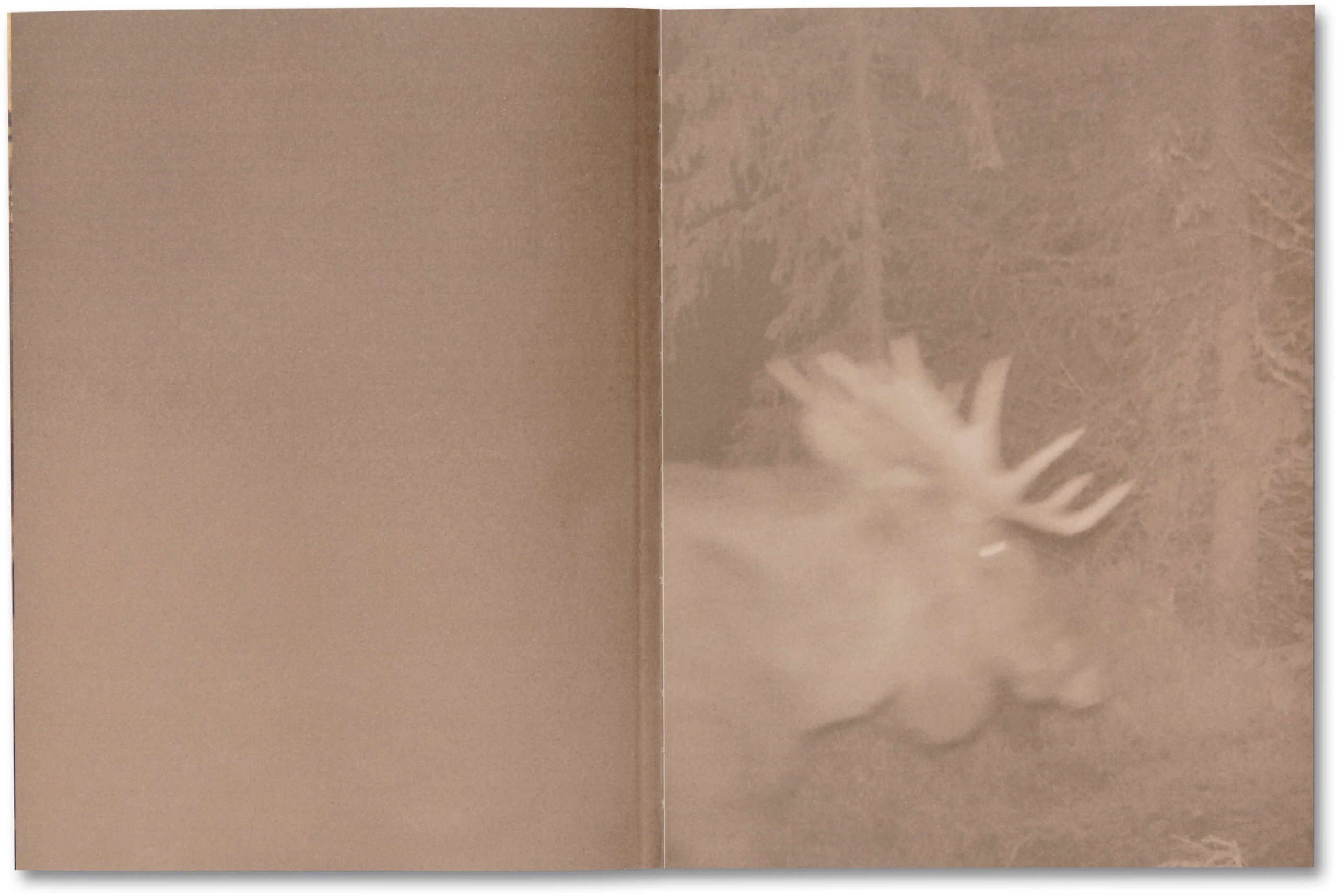 ИНТЕРВЬЮ С АВТОРАМИ: Maja Daniels. Самоорганизация Низина