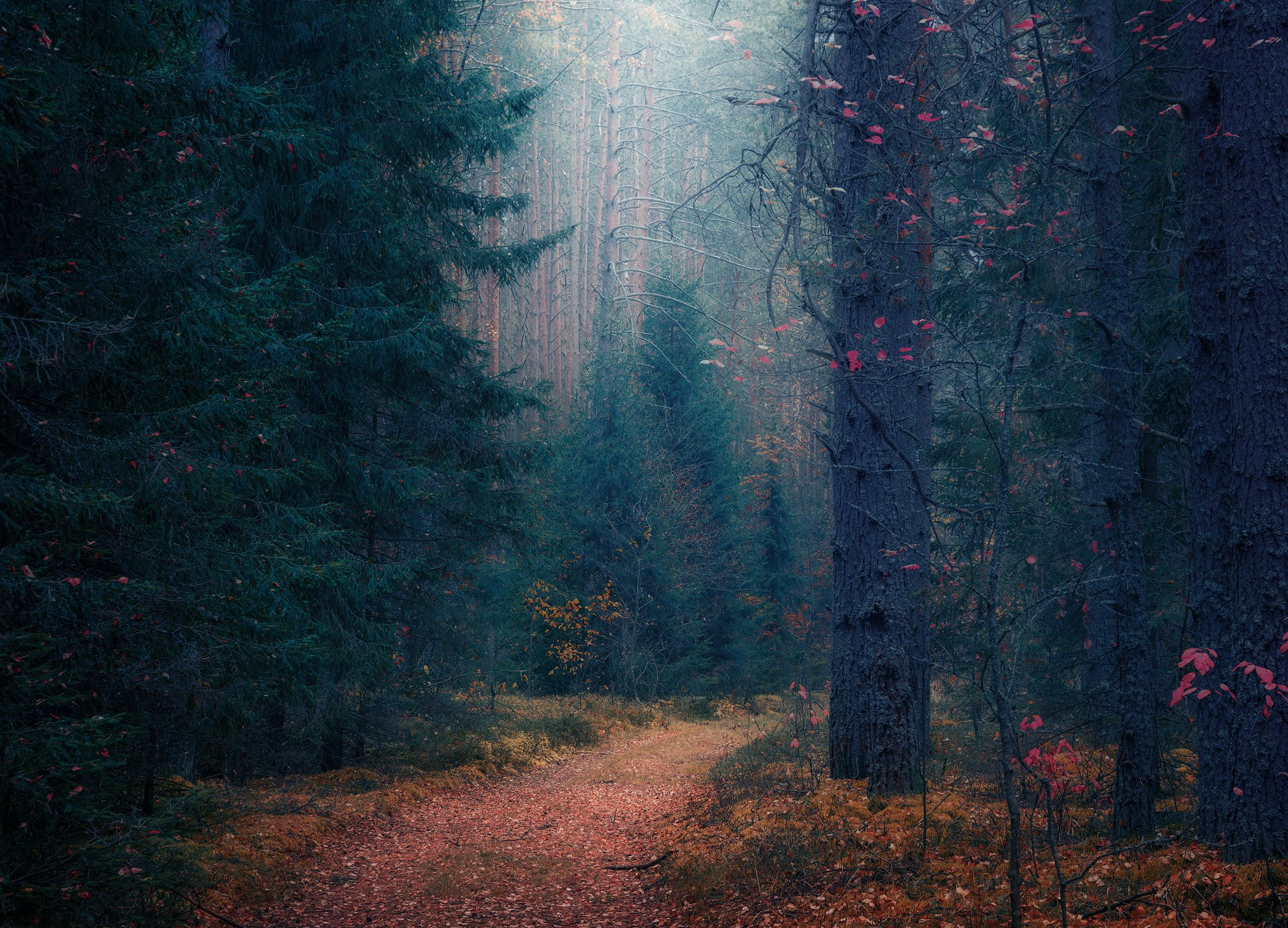 Volkovart.ru forest landscapes. Volkovart.online nature photography