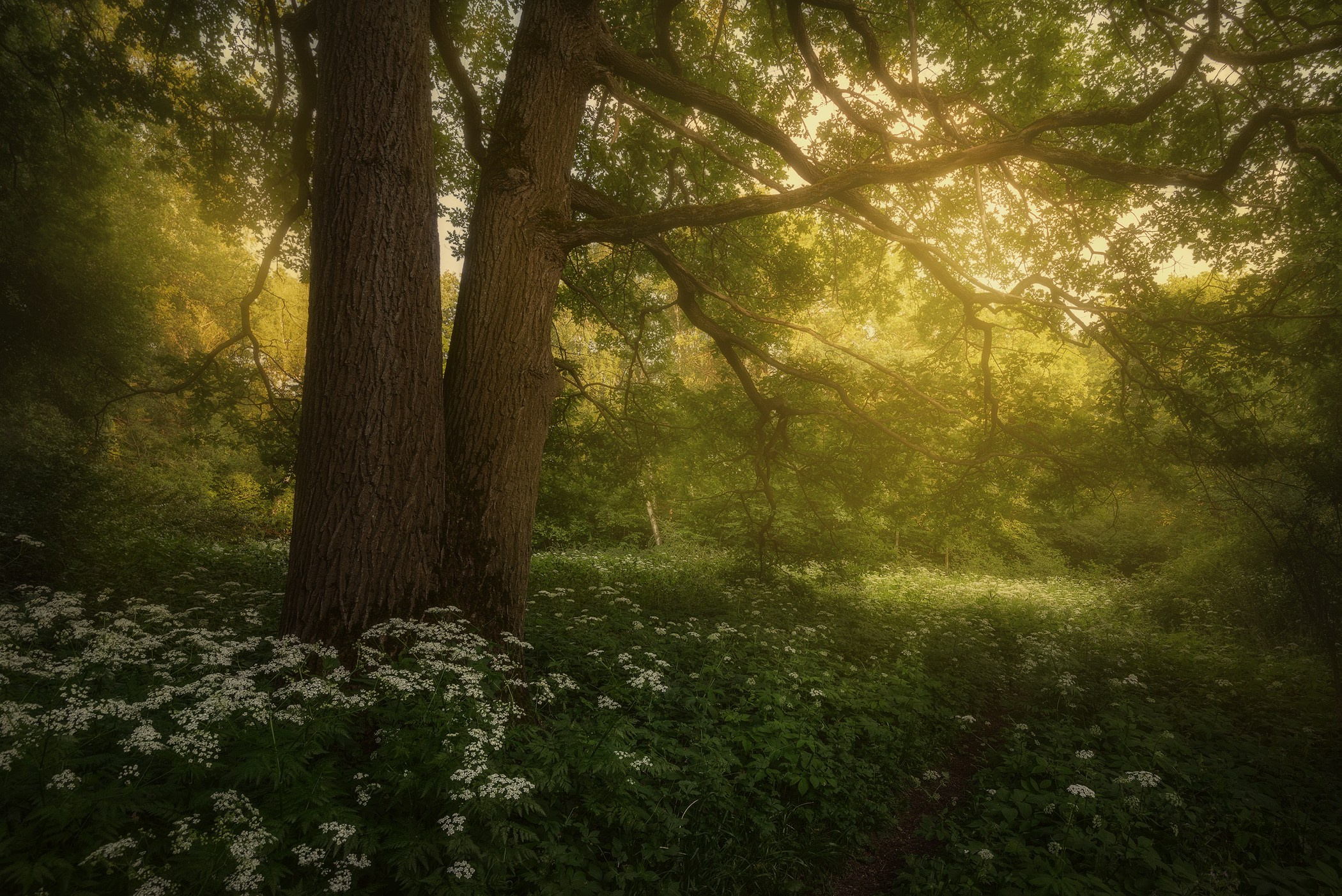 Volkovart.ru forest landscapes. Volkovart.online nature photography