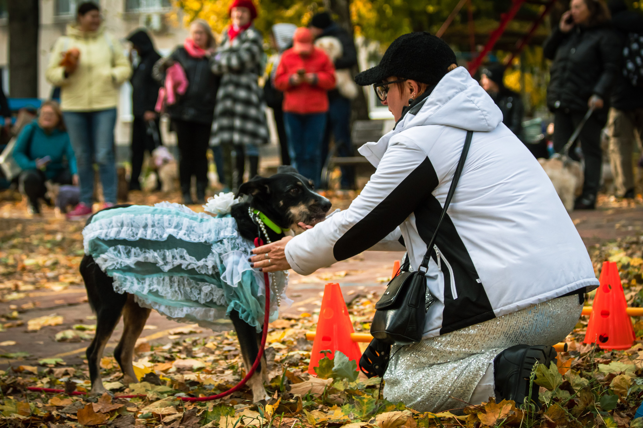 Костюмированный парад собак. Фотограф анималист — Тула, Москва