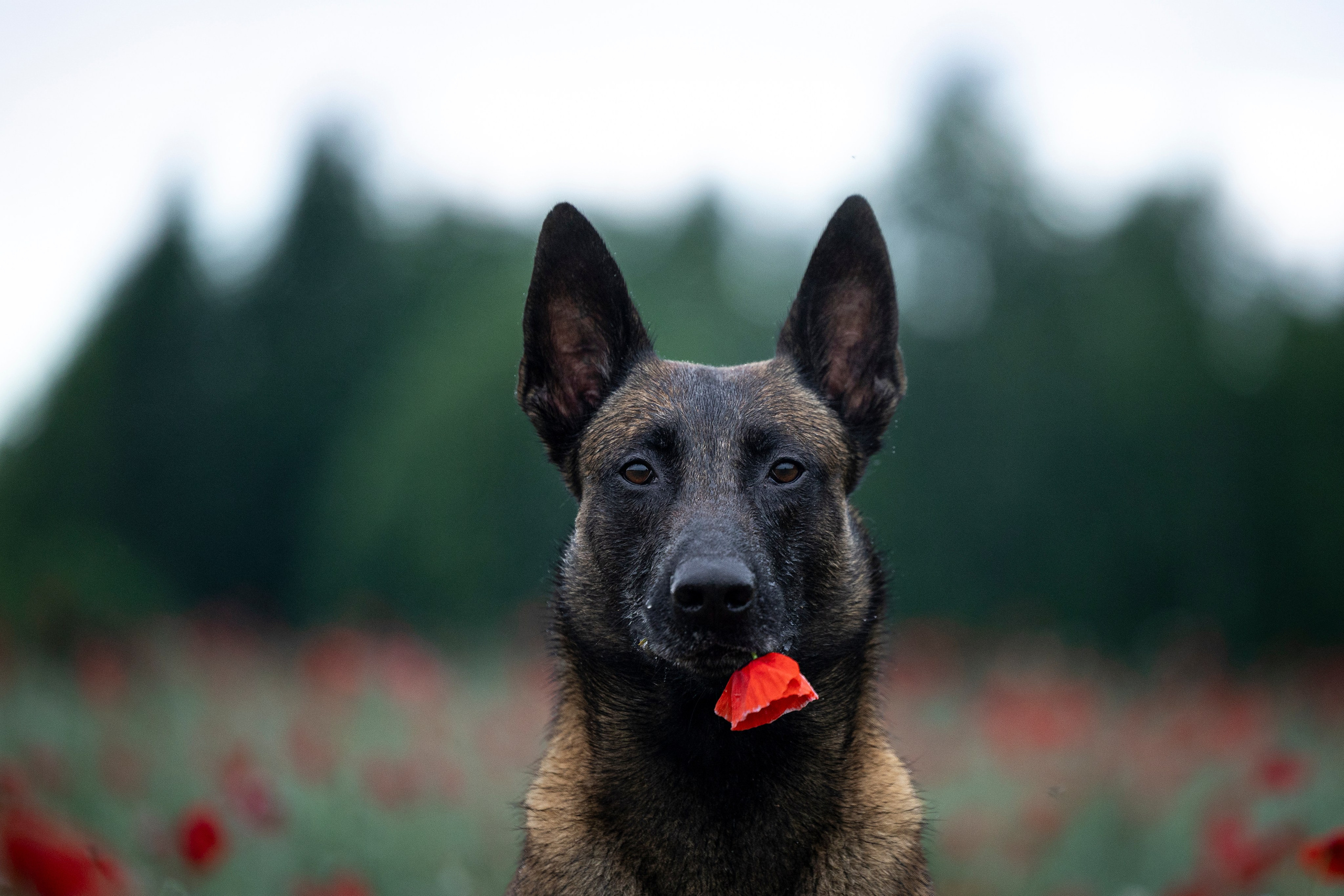 Маковое поле. Фотограф-анималист Анна Маринич