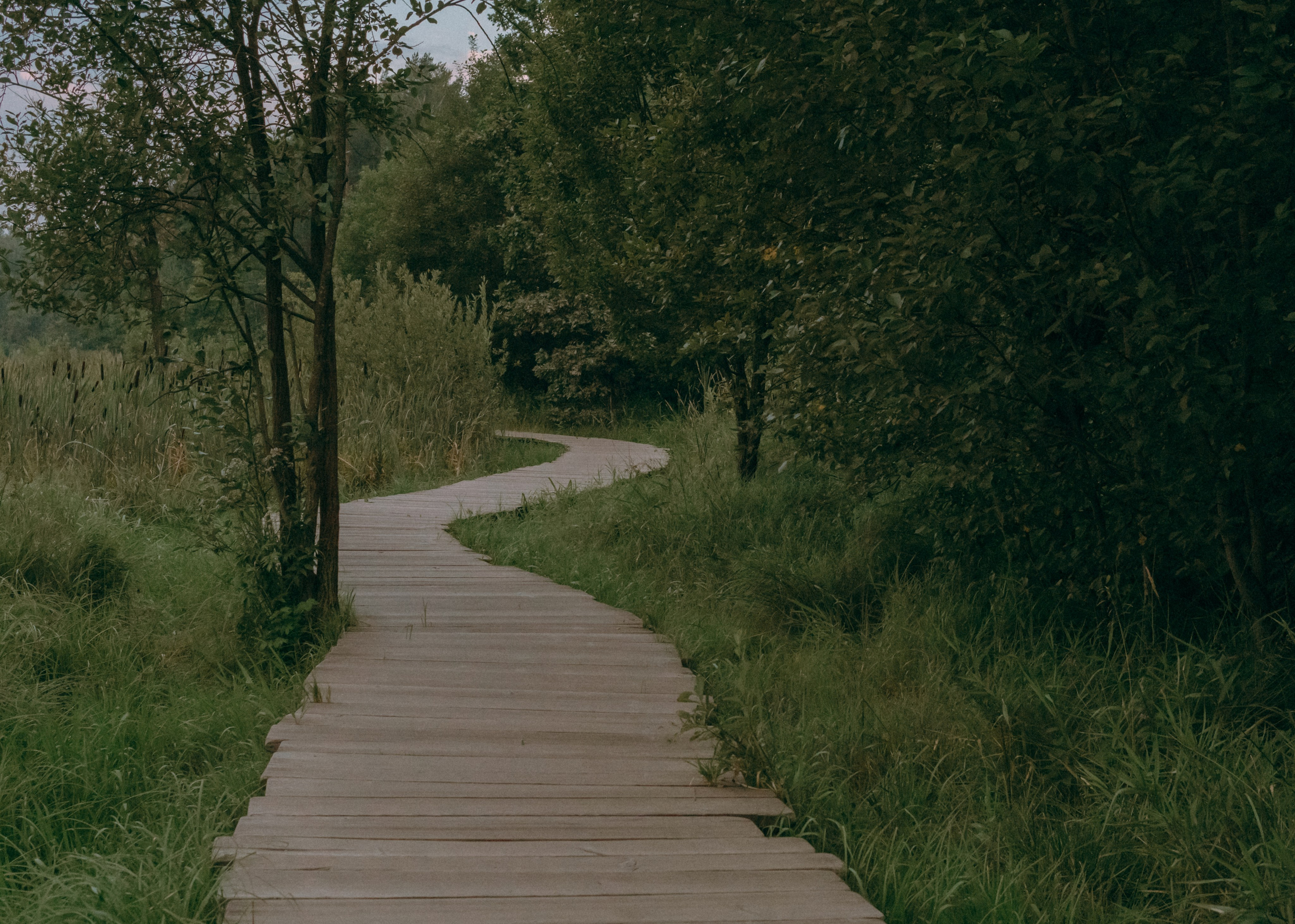 Виолетта, Лила и Питер. Фотограф-анималист Ксения Воробьева, Москва