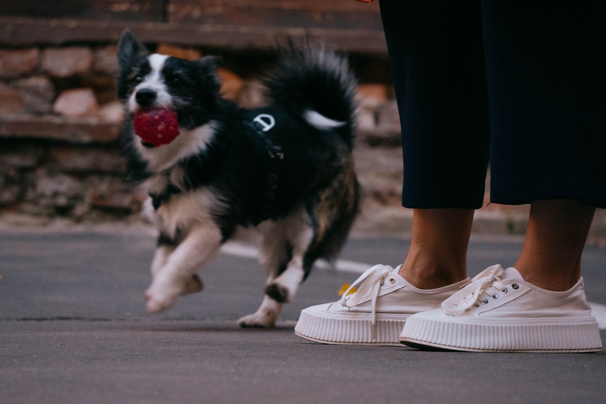 Даша и Тюбик. Фотограф-анималист Ксения Воробьева, Москва