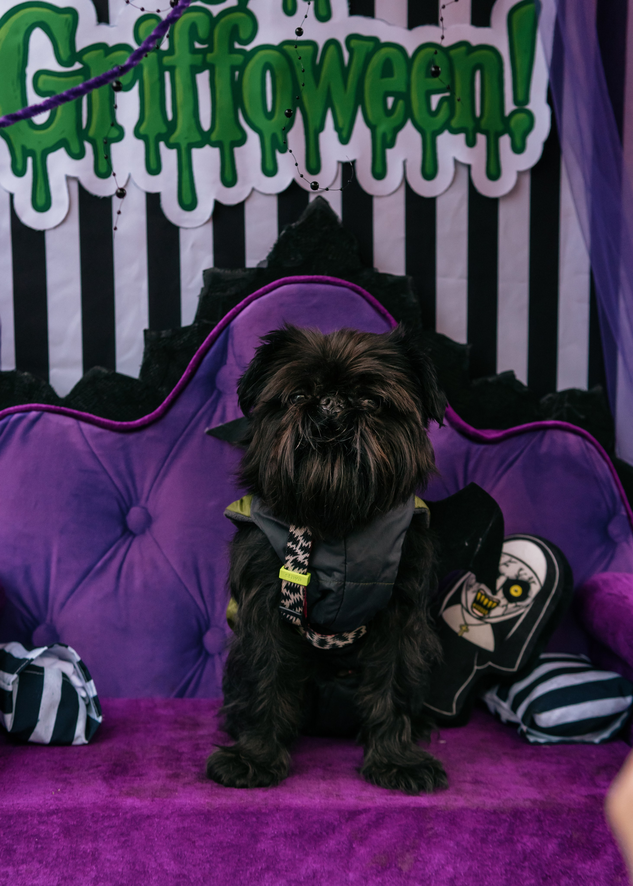 Тематическая встреча породников «Griffween». Фотограф-анималист Ксения Воробьева, Москва