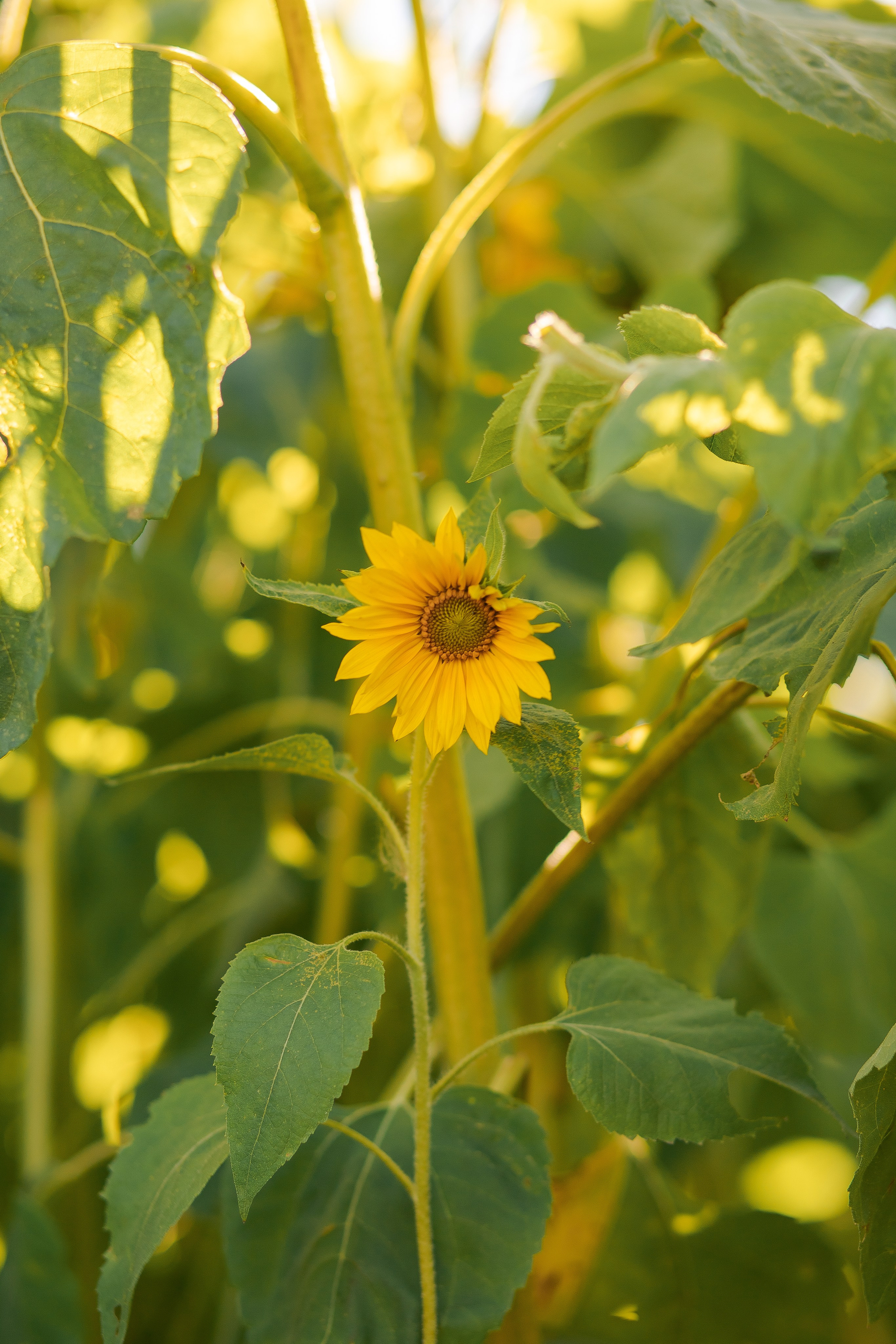 Индивидуальная фотосессия в подсолнухах. Фотограф в Санкт-Петербурге, Анна Скворцова