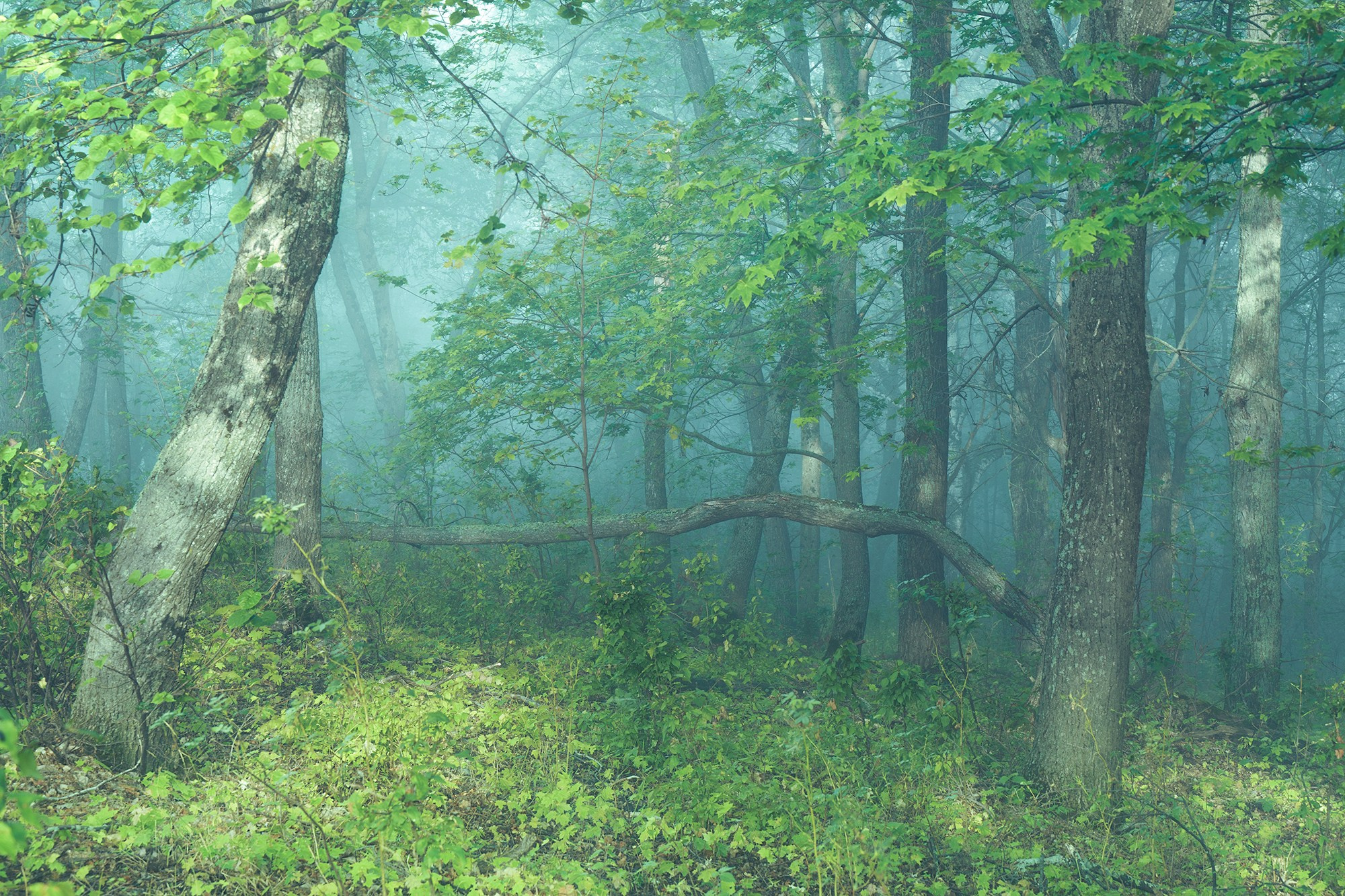 Лето, лес, деревья…. Пейзажный фотограф Руслан Лукманов