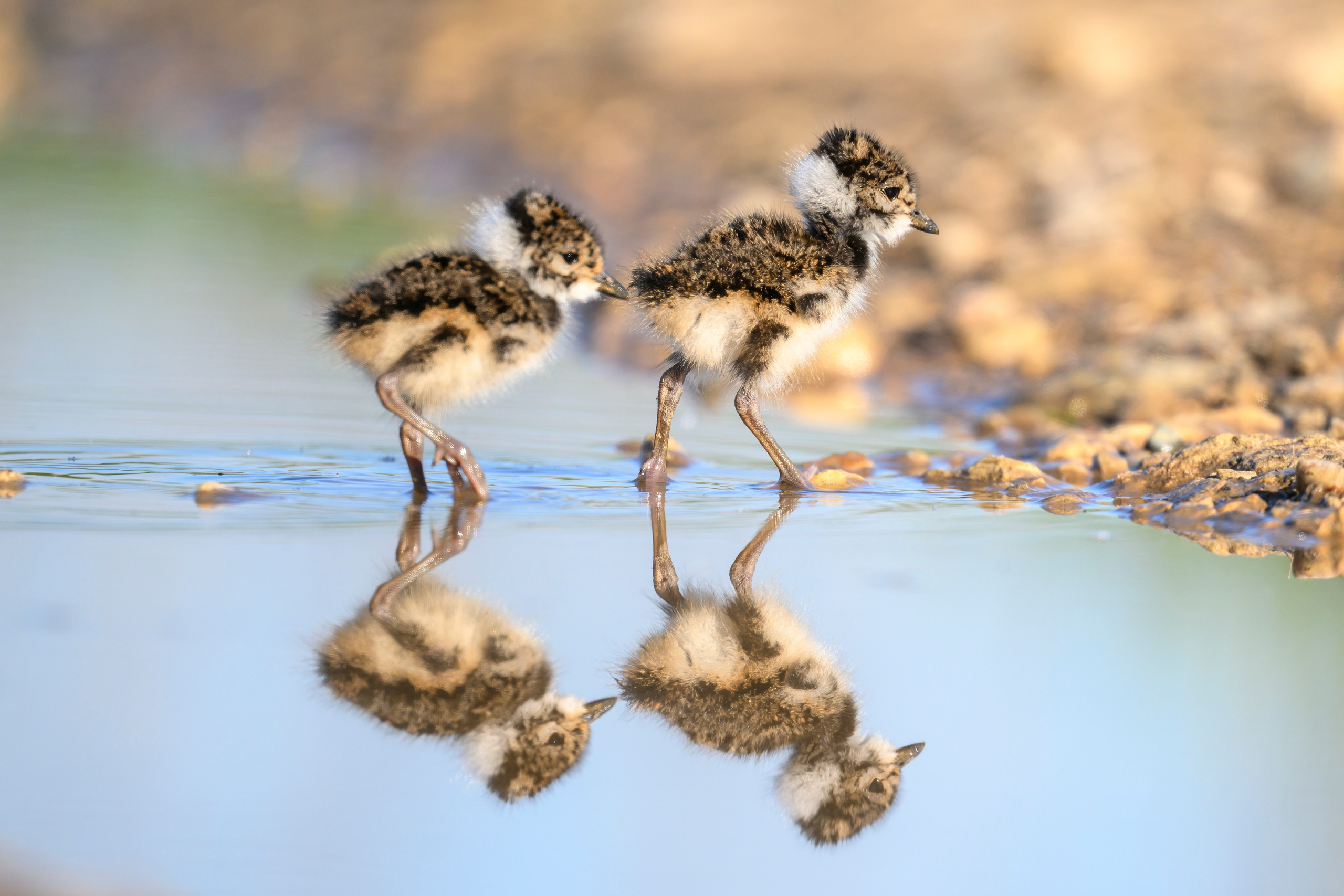 Чибисята. Wildlife photography by Sergey Puponin