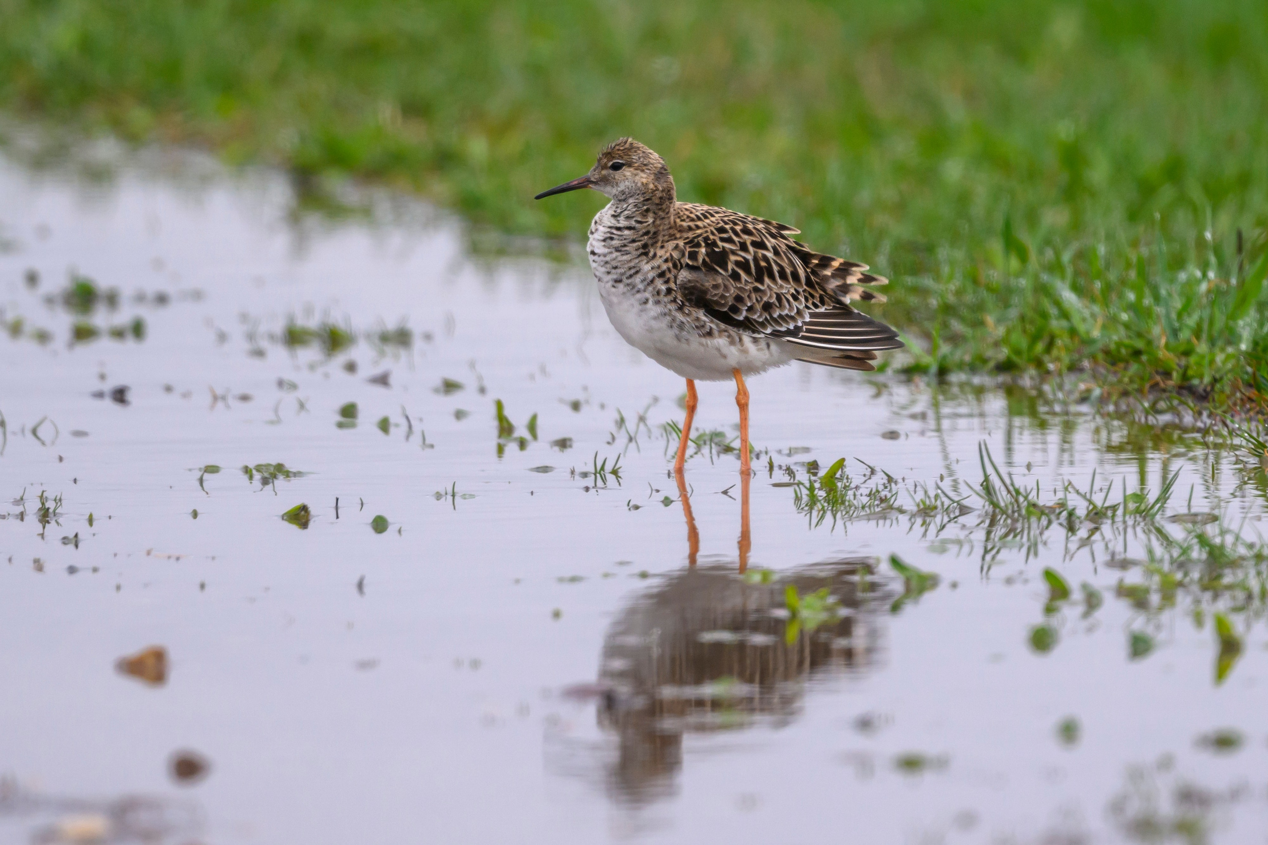 Дождь. Wildlife photography by Sergey Puponin