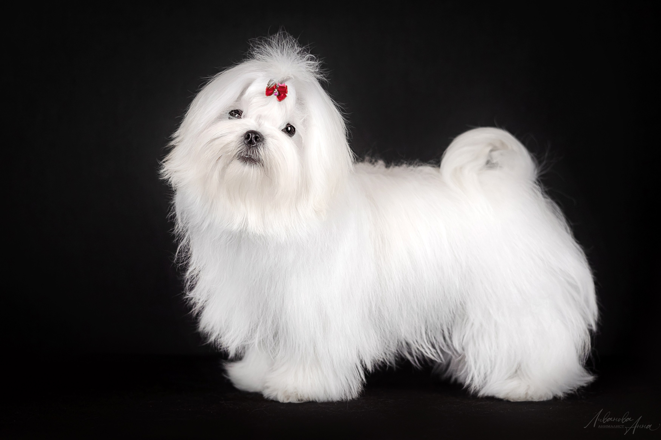 Мальтезе. Фотограф анималист Аня Ливанова | Рыбинск