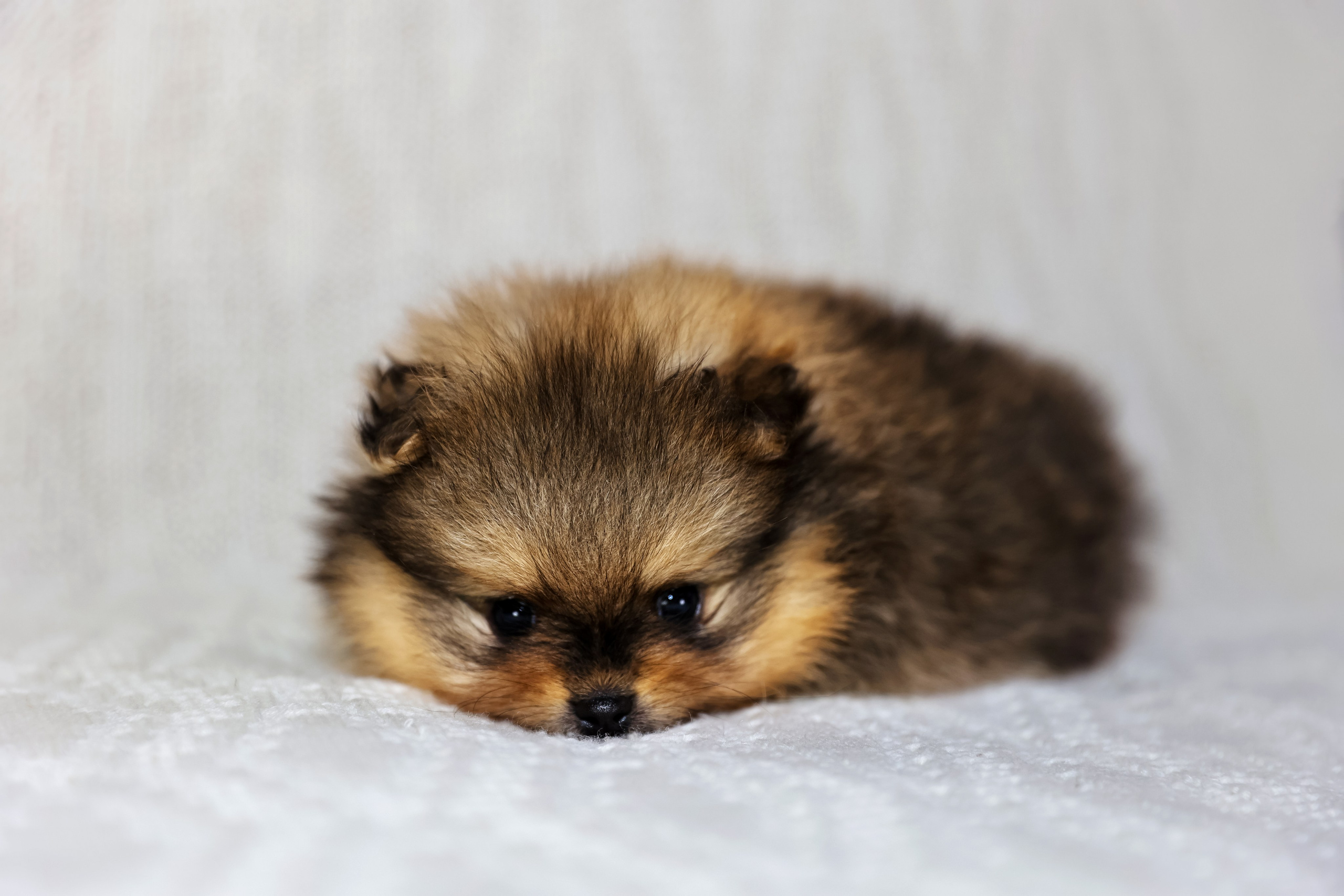 Фотосессия щенков шпицев. Фотограф — Татьяна Кириллова, г. Санкт-Петербург