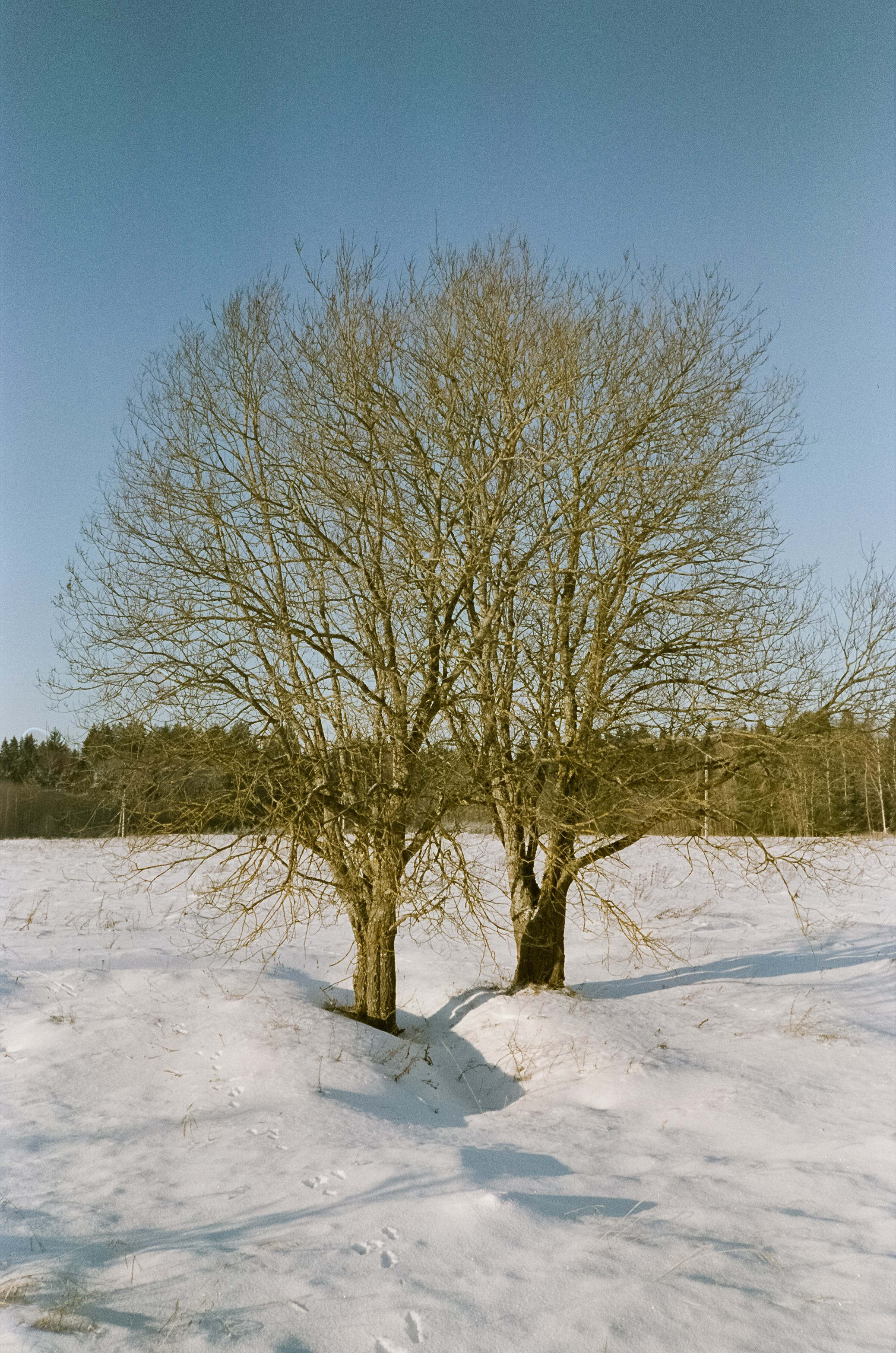 Chinon Auto 3001 (2) / Fuji Eterna 250D (ISO 100) / Давыдовское, Лукин