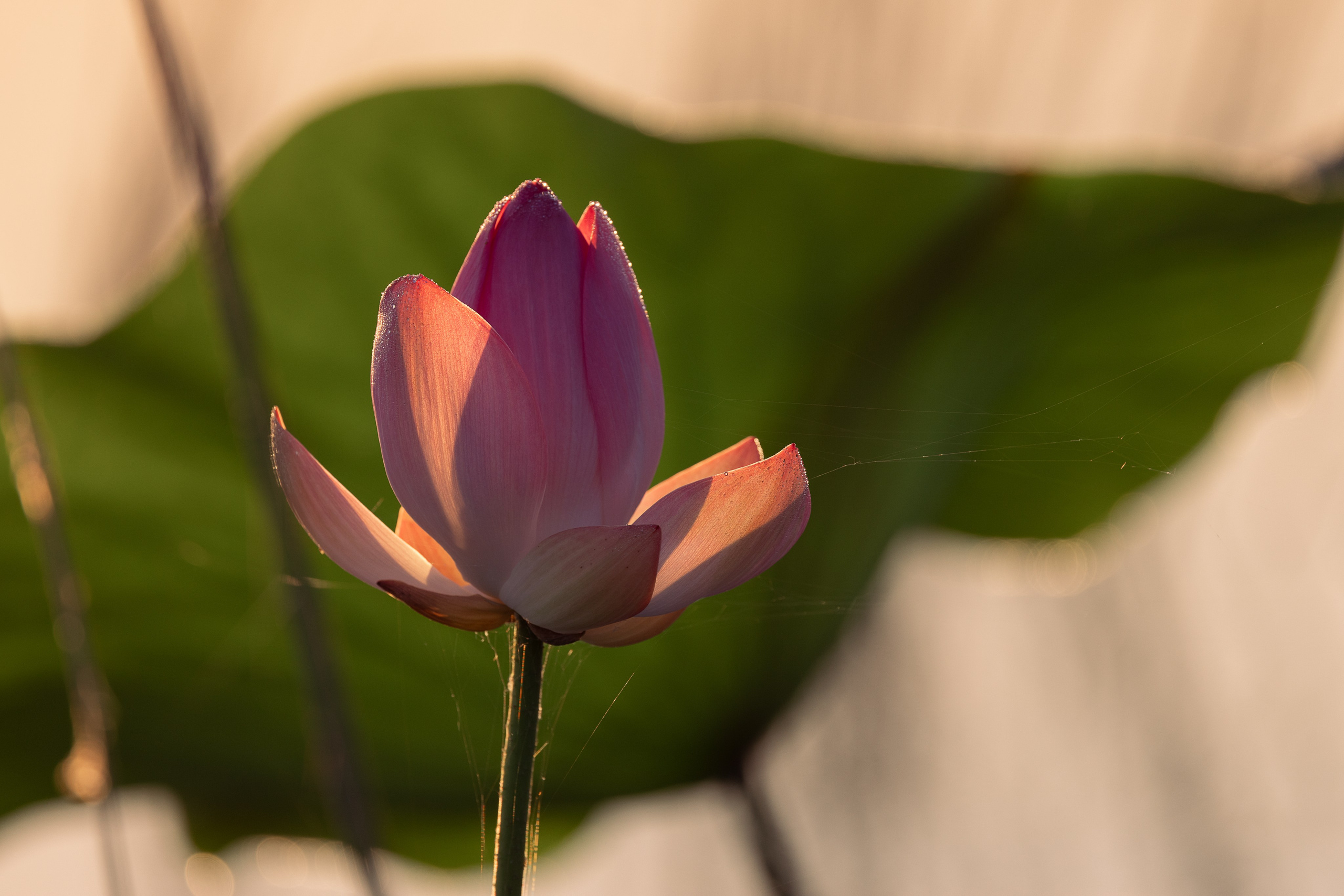 Астраханская область 2025 | Фотограф Дмитрий Купрацевич. Дмитрий Купрацевич профессиональный пейзажный и travel-фотограф