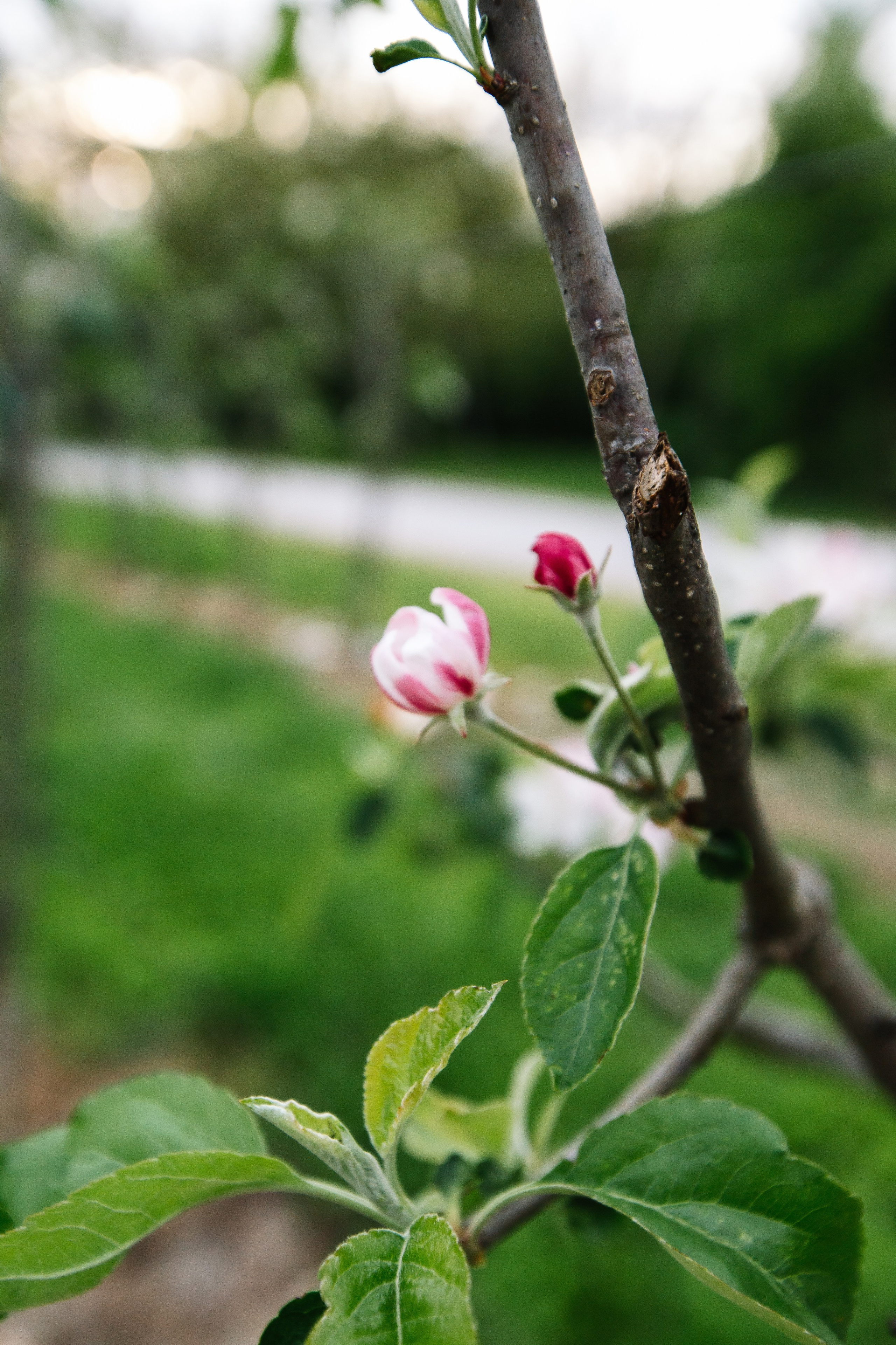 Евгений и Алина. Свадебный фотограф Анастасия Багдасарян