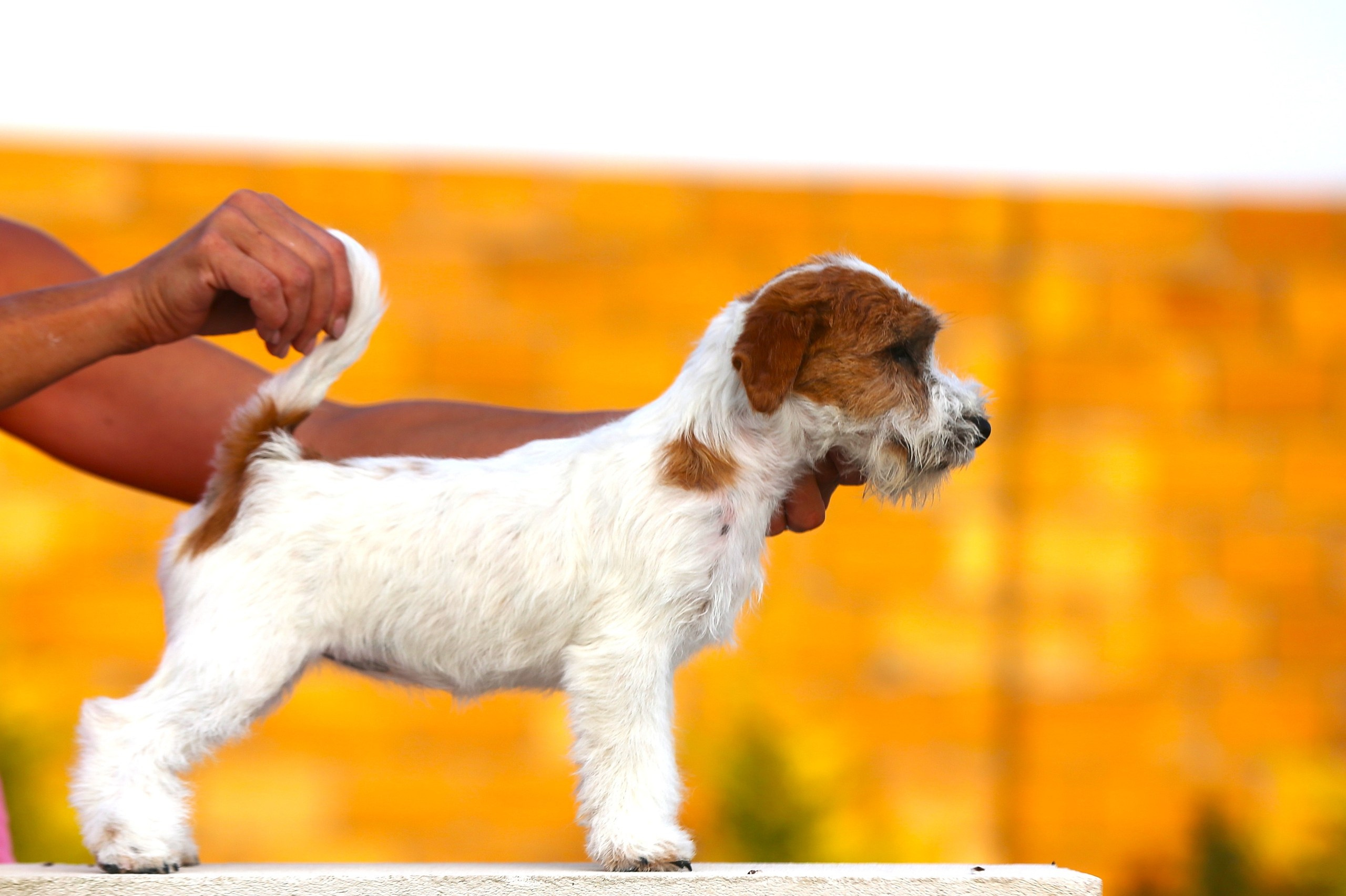 LOVELY ORANGE PICABU. Lovely-Orange питомник джек рассел терьеров